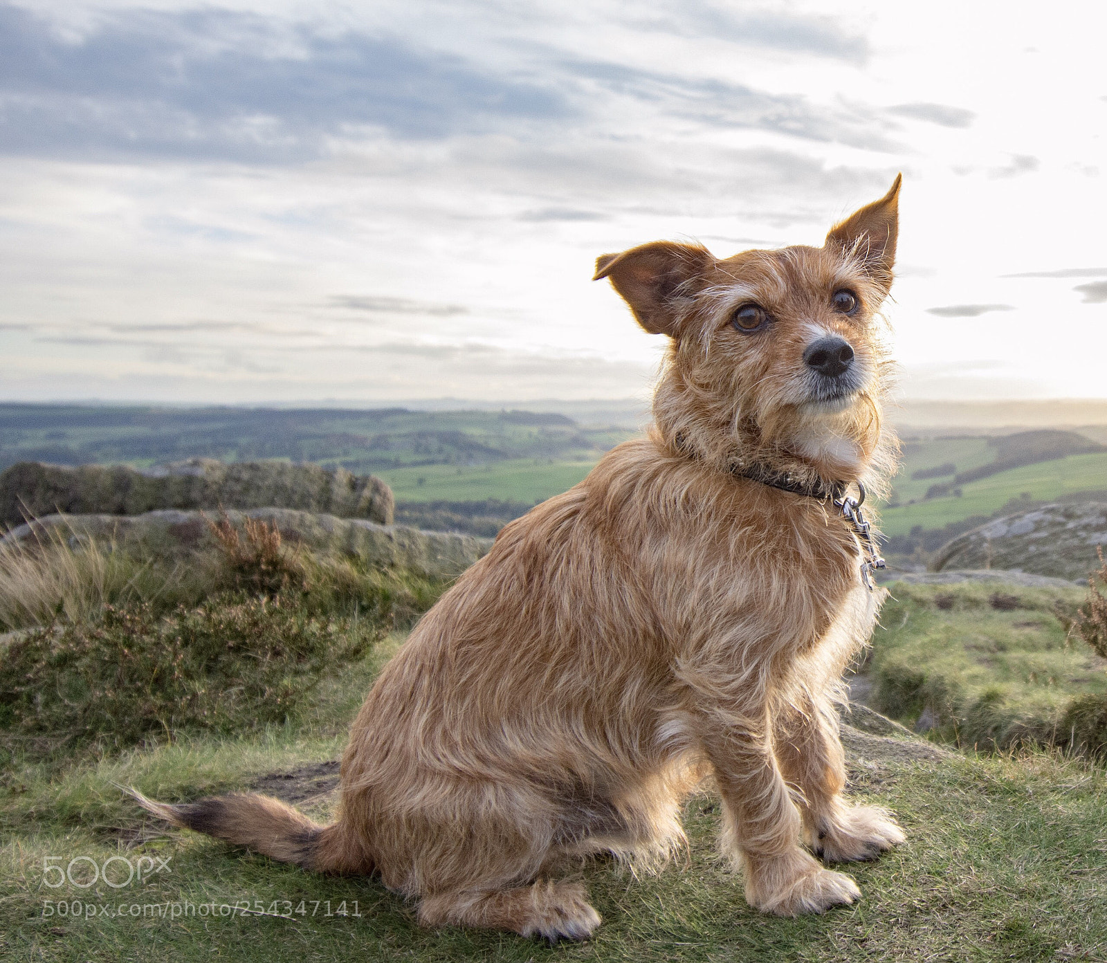 Nikon D7200 sample photo. Bauer on curber edge photography