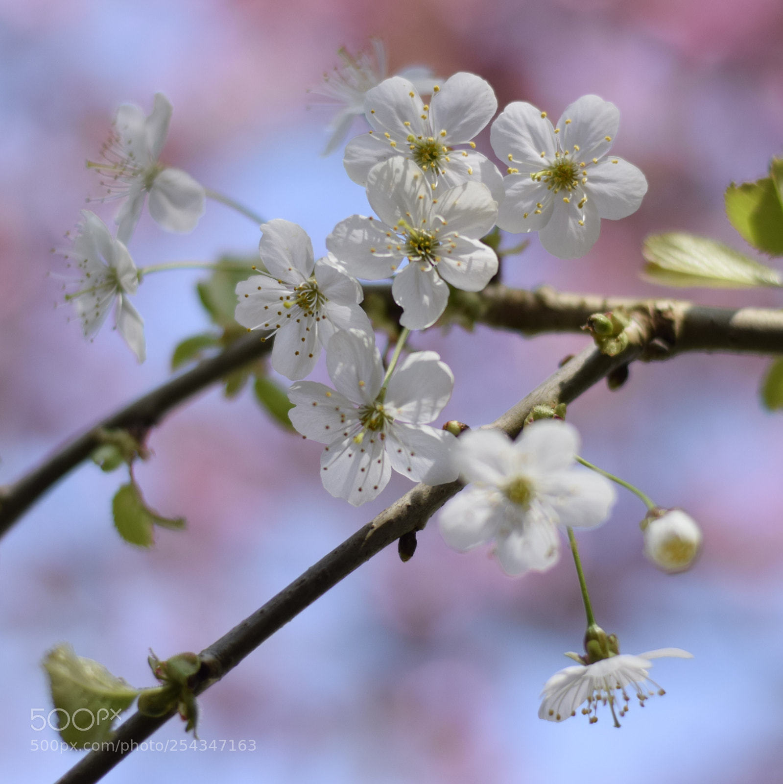 Nikon D3300 sample photo. Blossoms photography