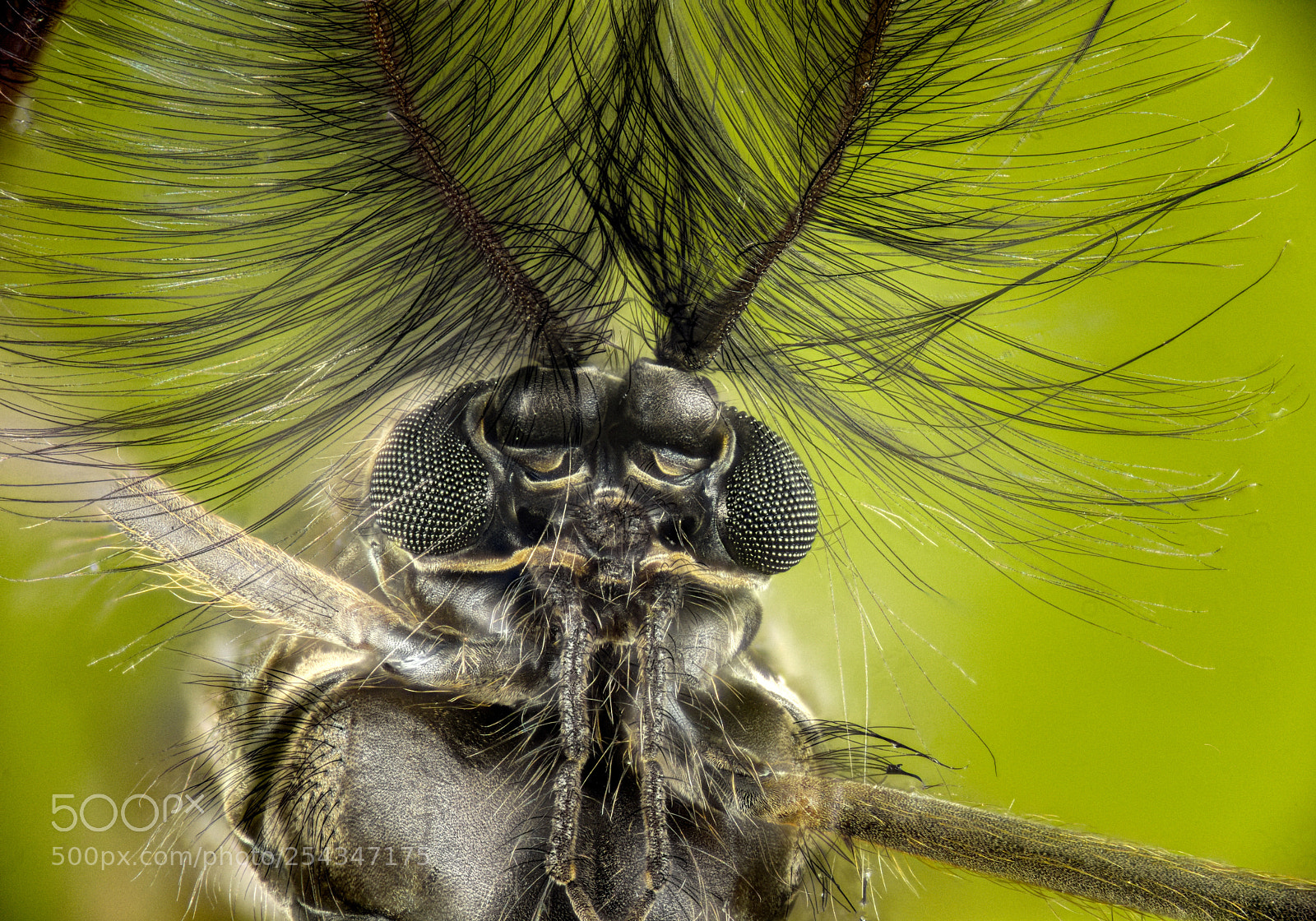 Nikon D810 sample photo. Fly photography