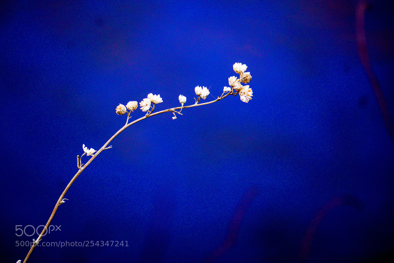 Sony a6500 sample photo. White flowers photography