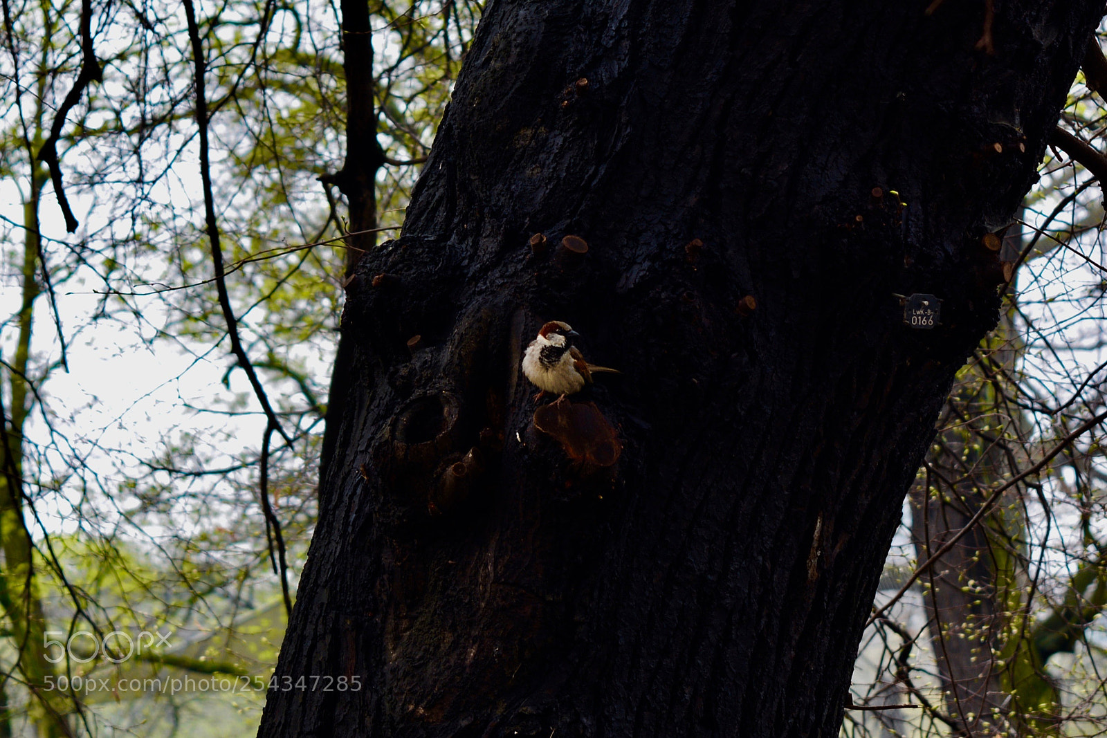 Nikon D5200 sample photo. Bird on tree trunk photography