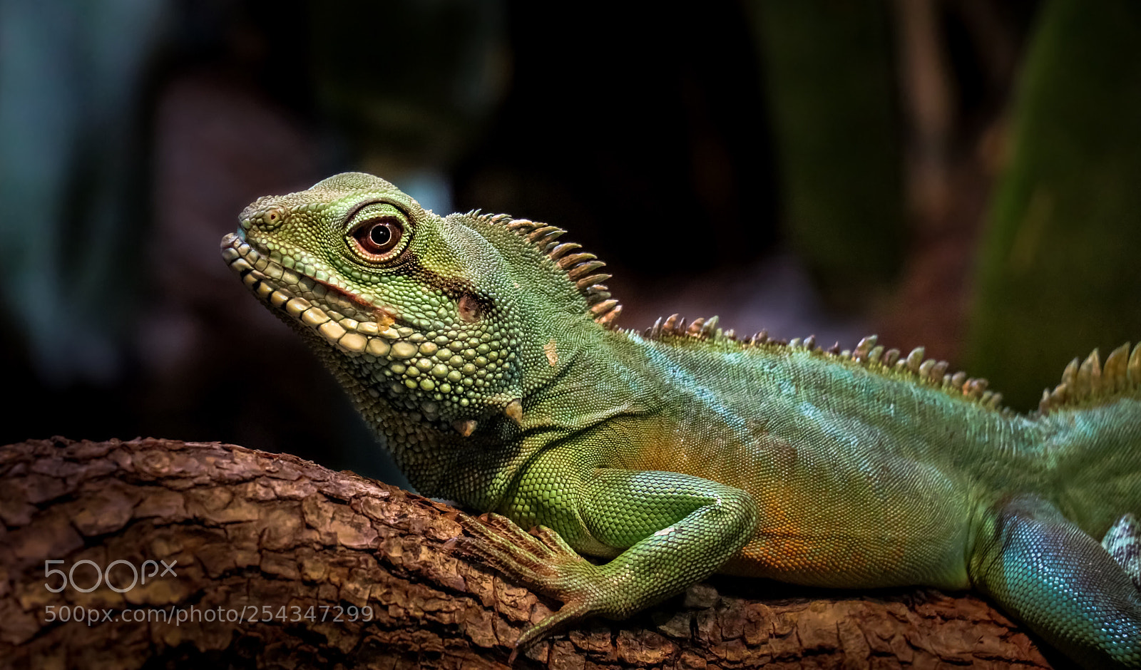Canon EOS 80D sample photo. Leguan eyes photography