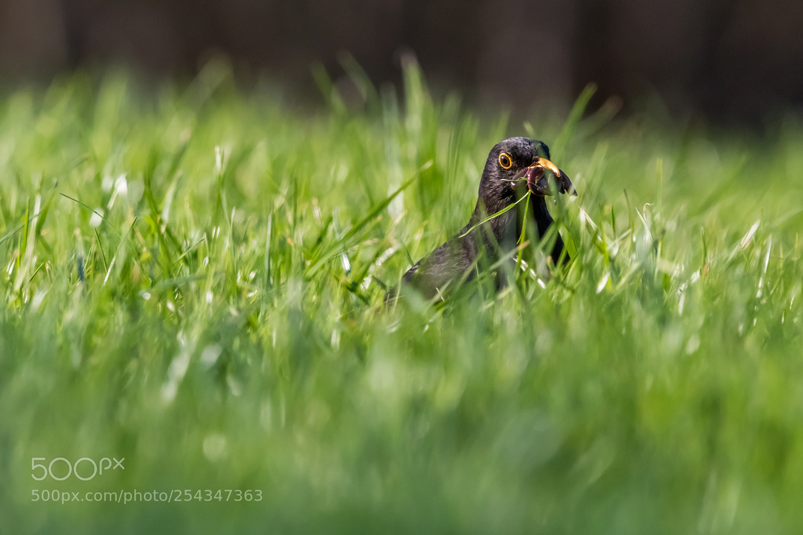 Canon EOS 80D sample photo. Hunting the worm photography