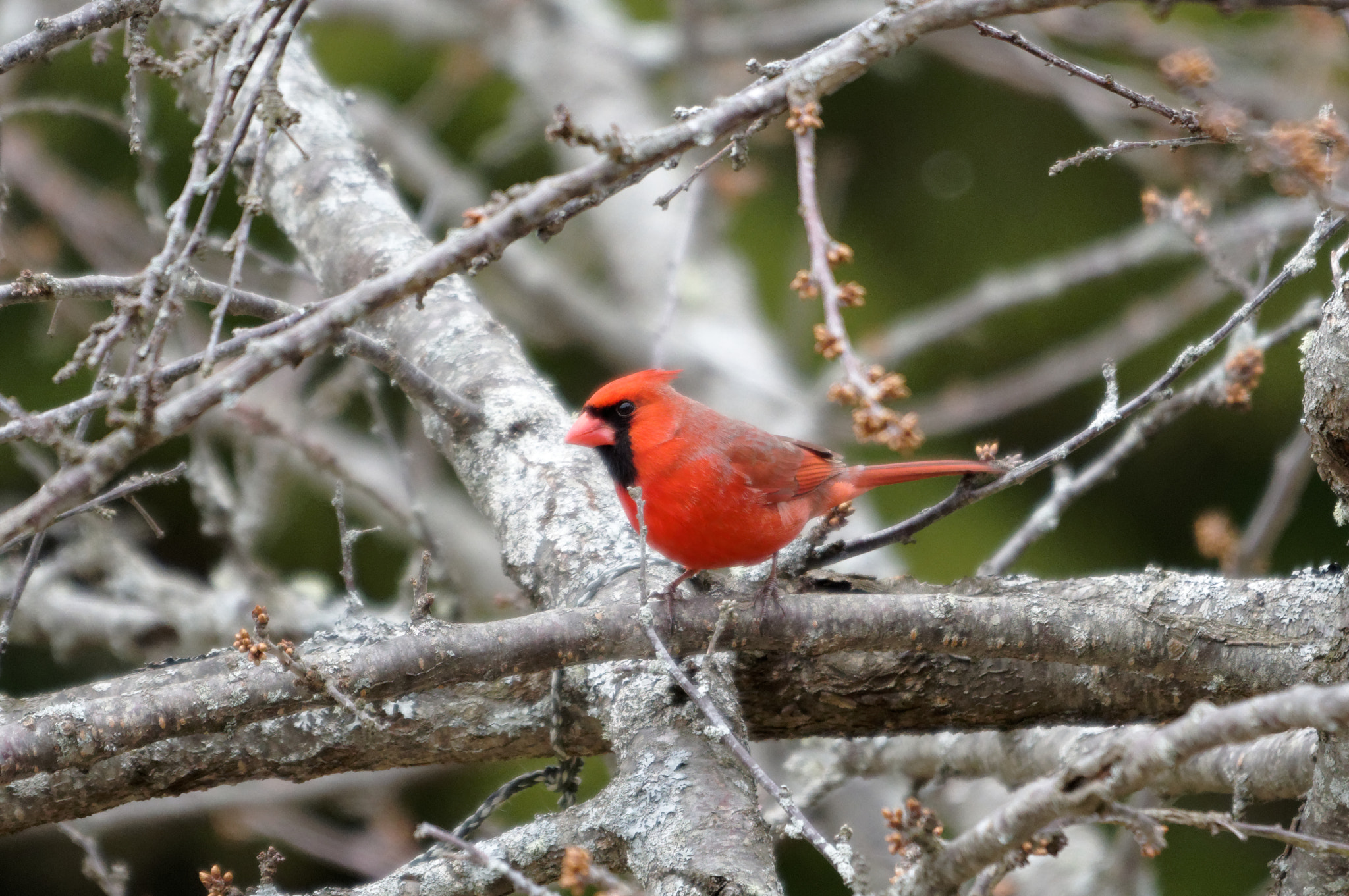 Pentax KP sample photo. Cardinal in my plum tree photography