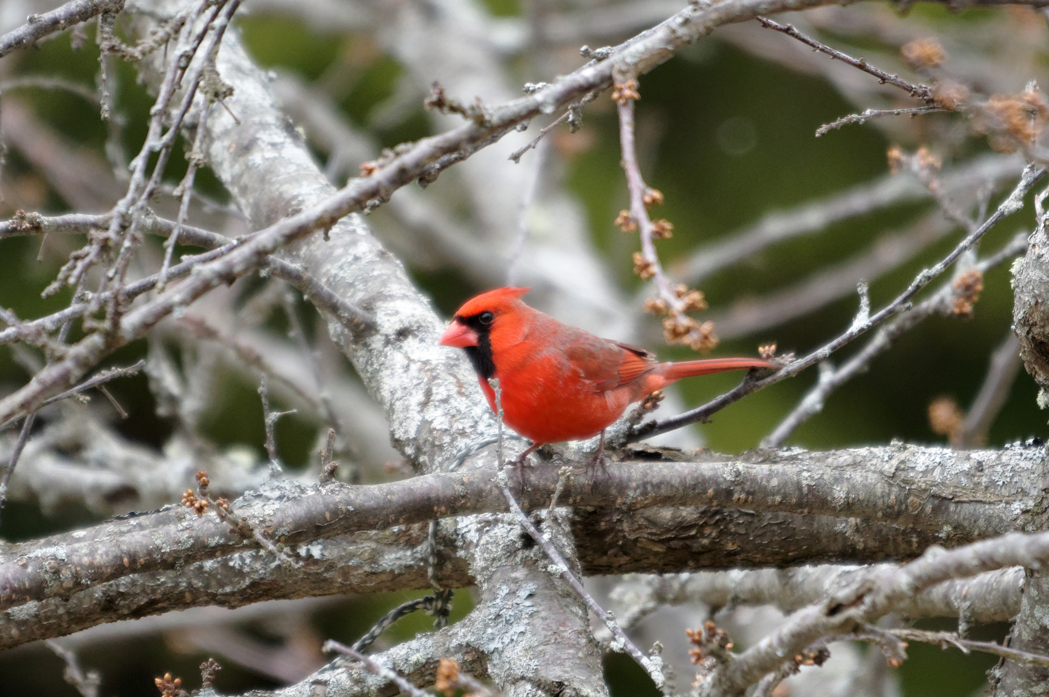 Sigma 120-400mm F4.5-5.6 DG OS HSM sample photo. Cardinal in my plum tree photography