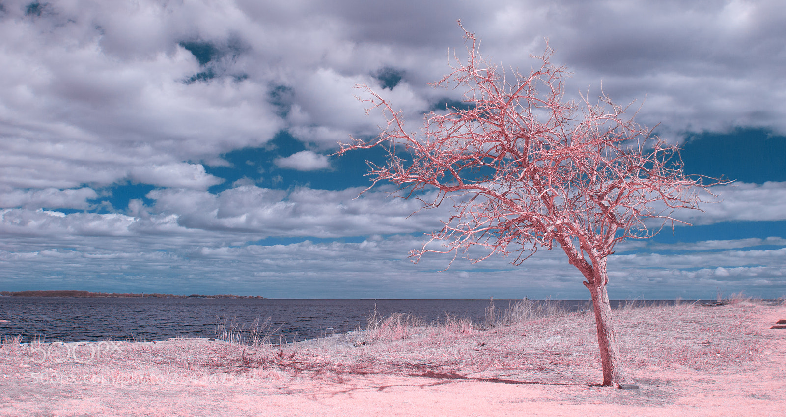 Nikon D40X sample photo. Lonely tree photography