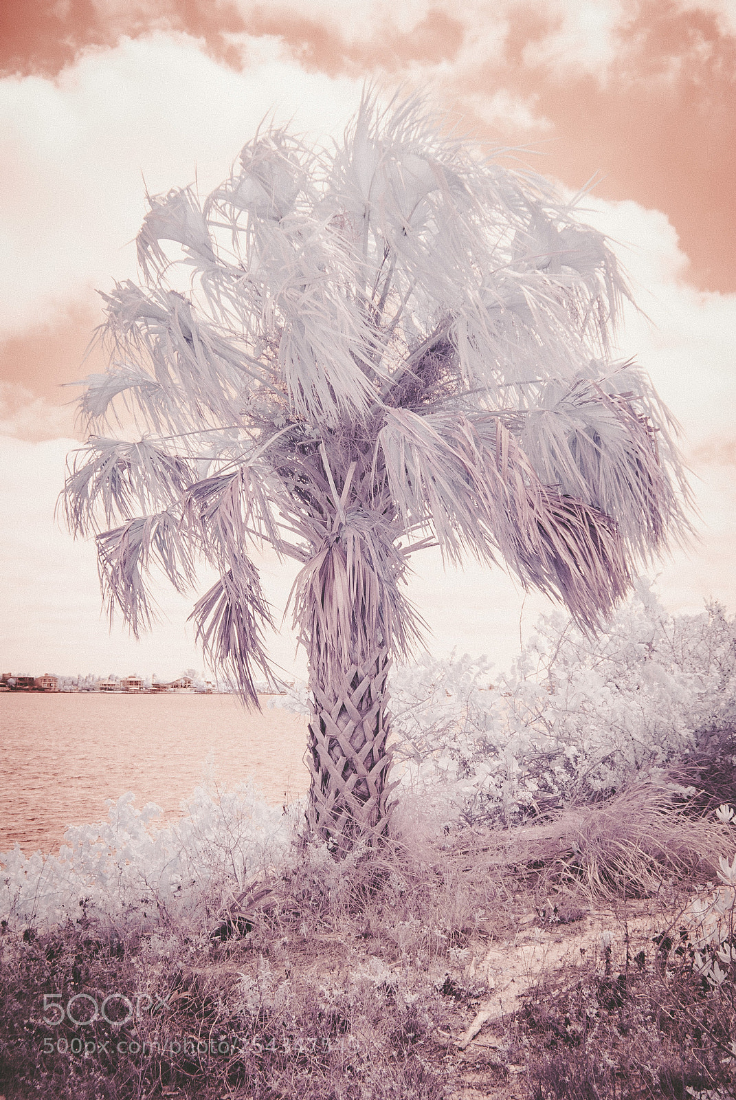Nikon D40X sample photo. Palm by the ocean photography
