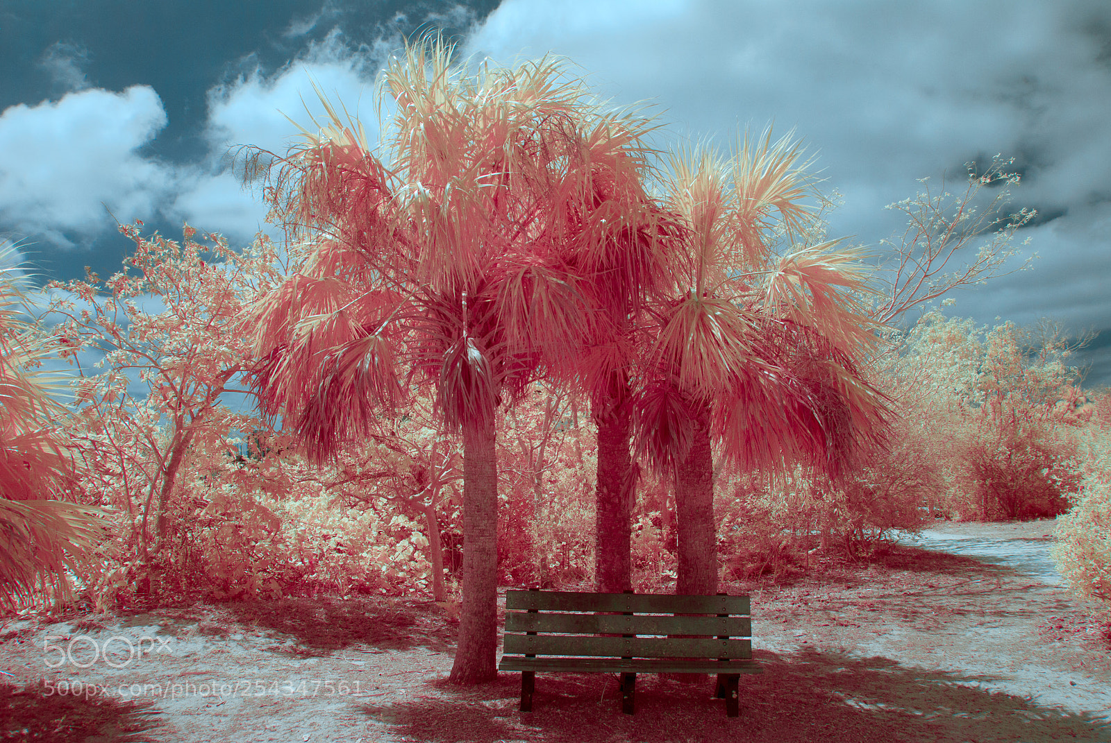 Nikon D40X sample photo. Bench under palms ir photography