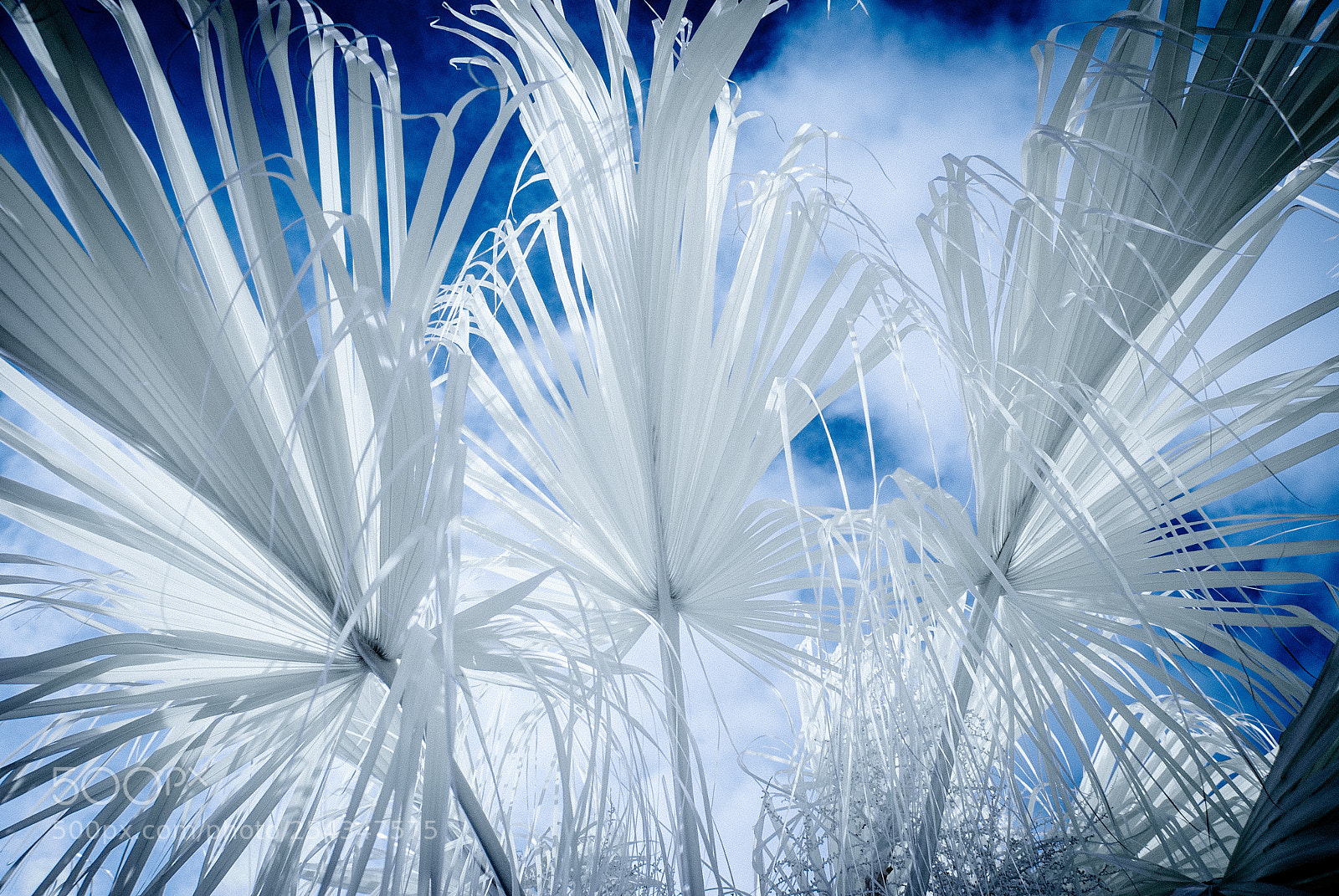 Nikon D40X sample photo. Palm view ir photography