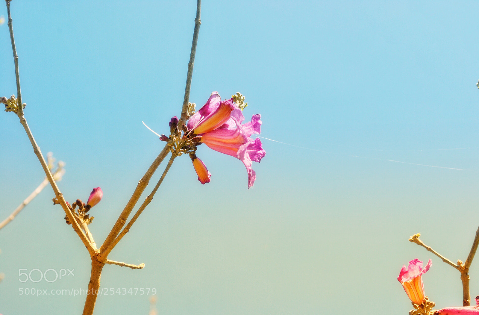 Nikon D3000 sample photo. Pink photography