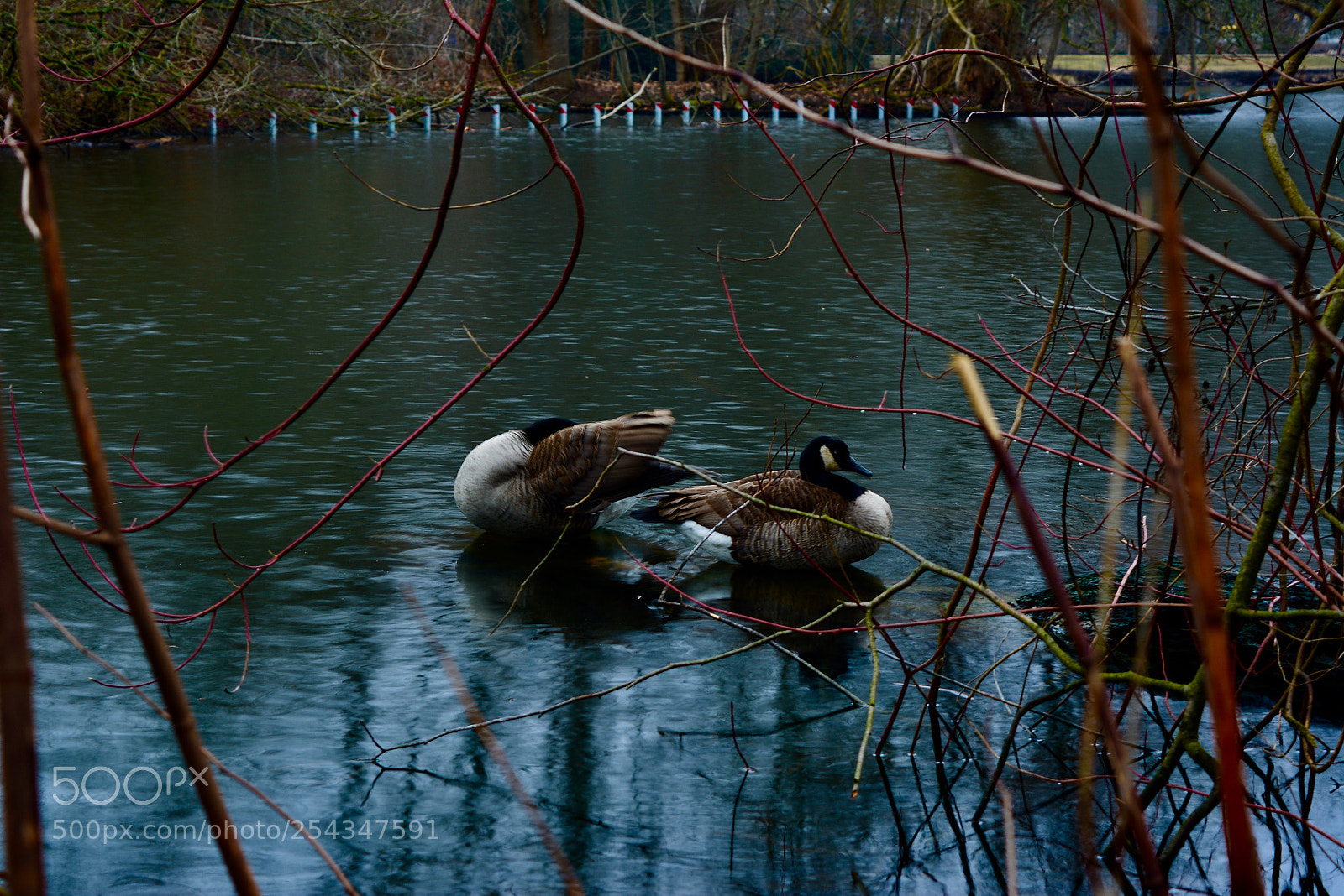Nikon D5200 sample photo. Geese in berlin photography