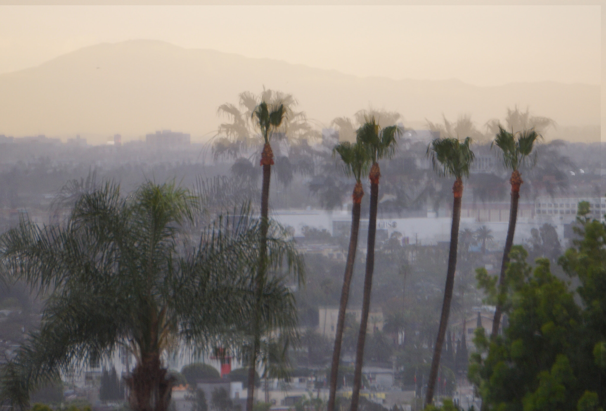 Sony Alpha NEX-3N sample photo. Trees got a haircut photography