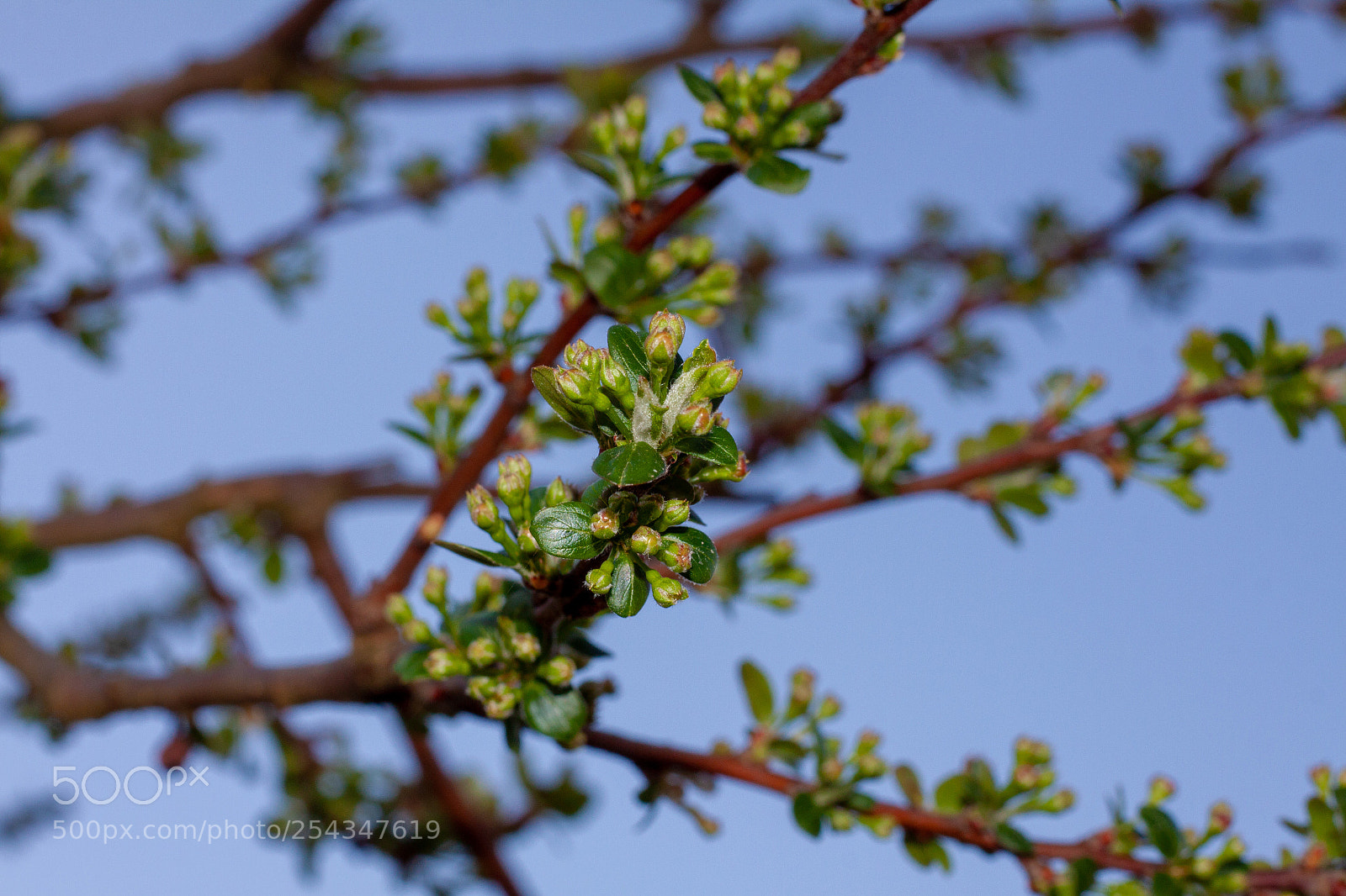 Canon EOS 50D sample photo. Malus photography