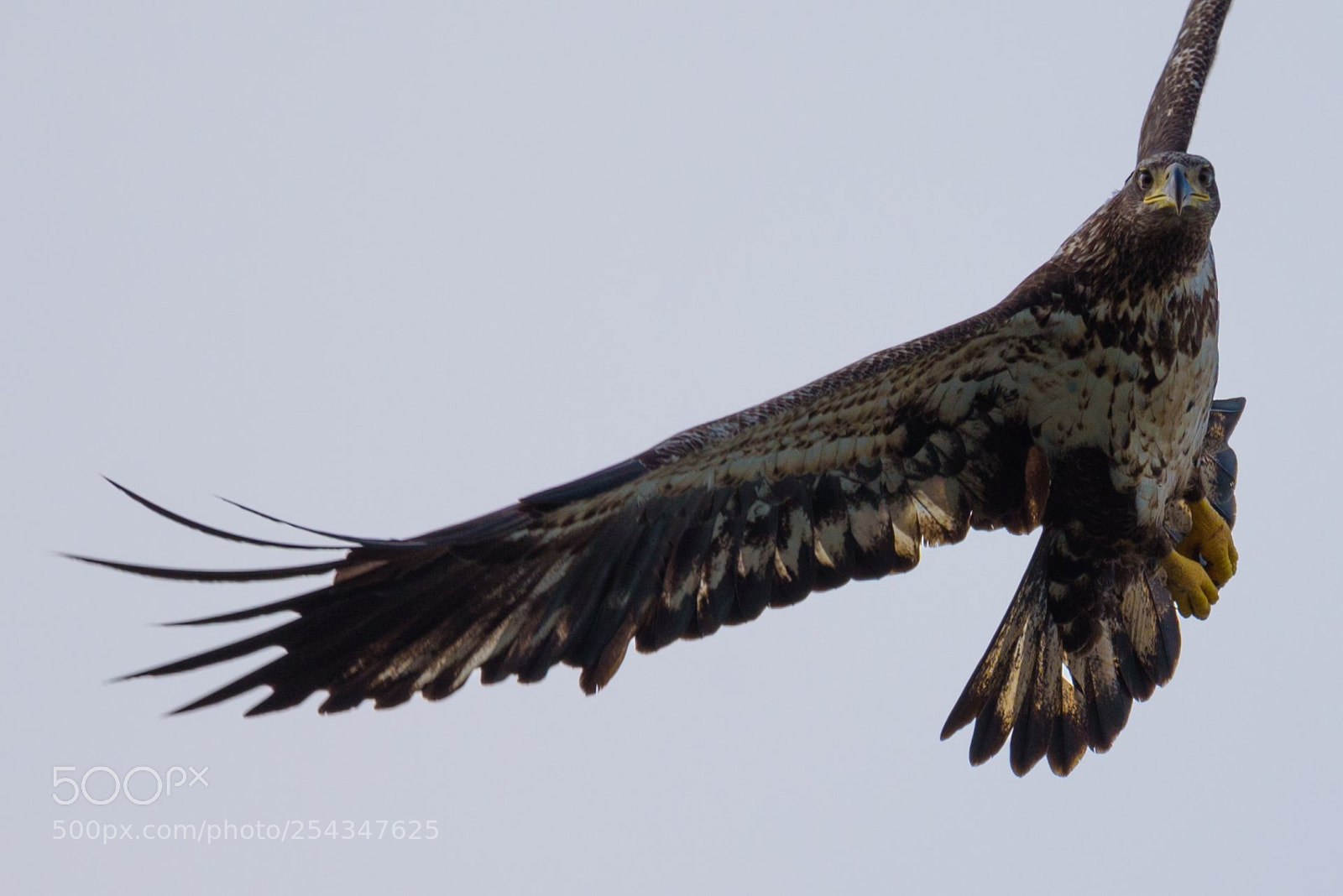 Nikon D750 sample photo. Juvenile bald eagle photography
