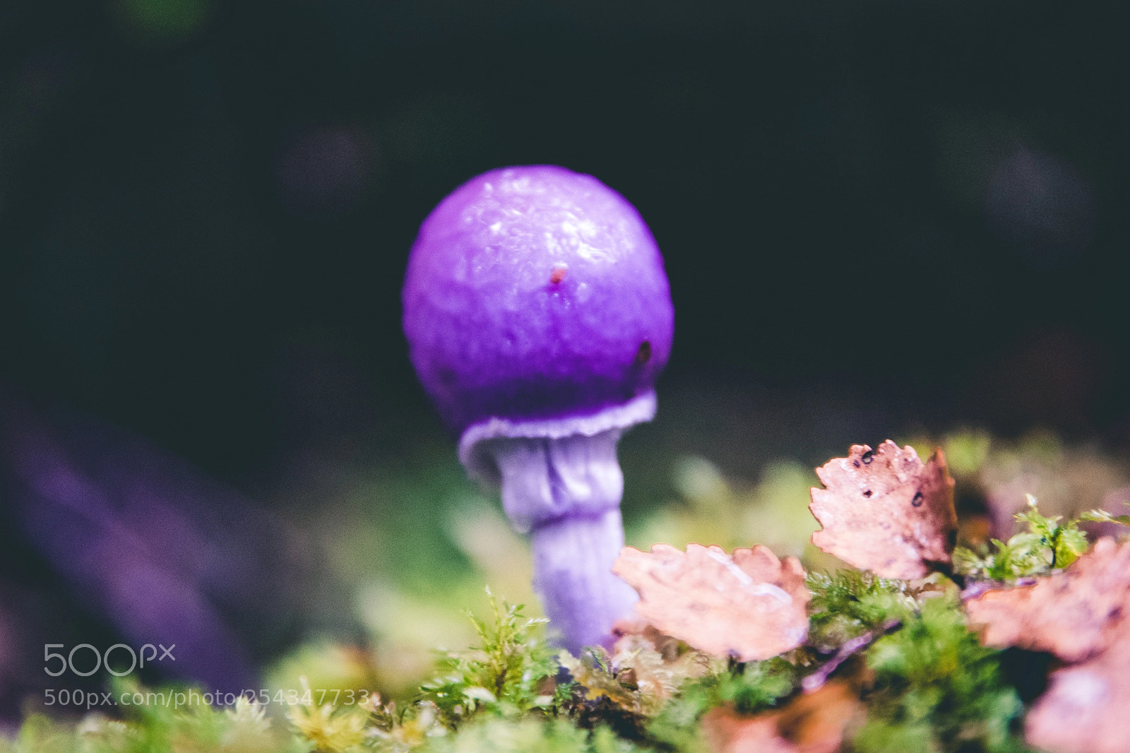 Nikon D3300 sample photo. Lonely purple mushroom photography