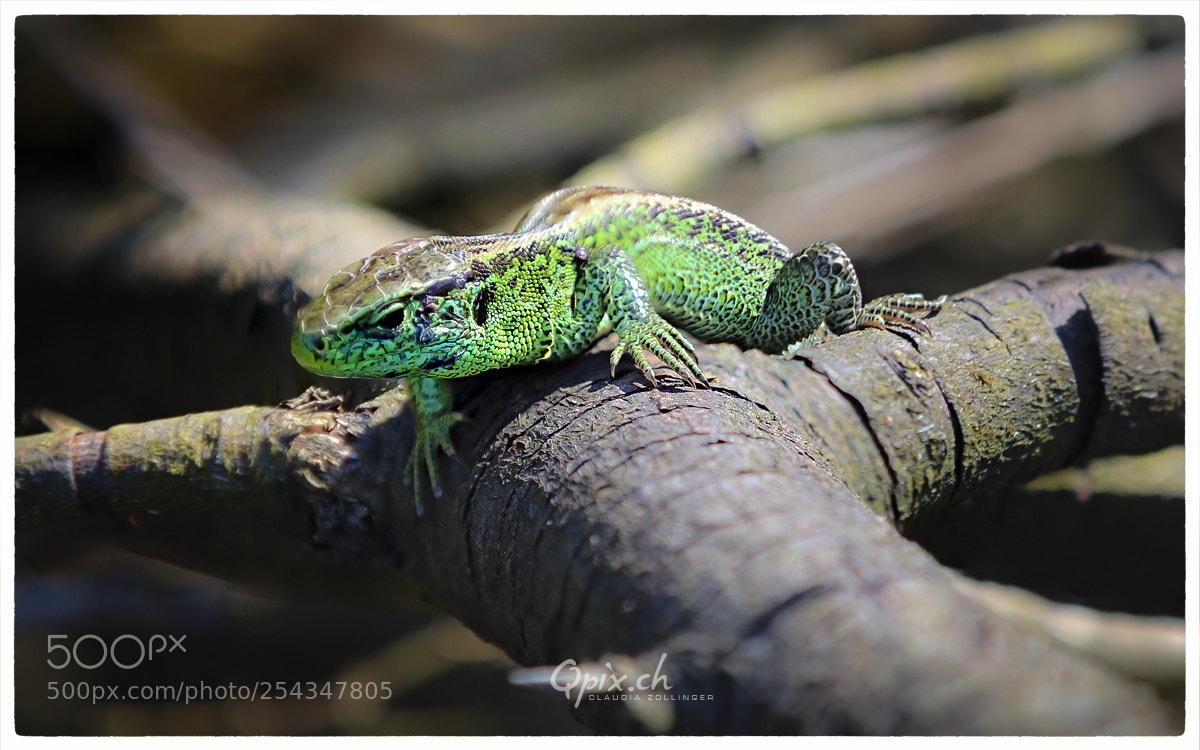 Canon EOS 80D sample photo. Eidechse photography