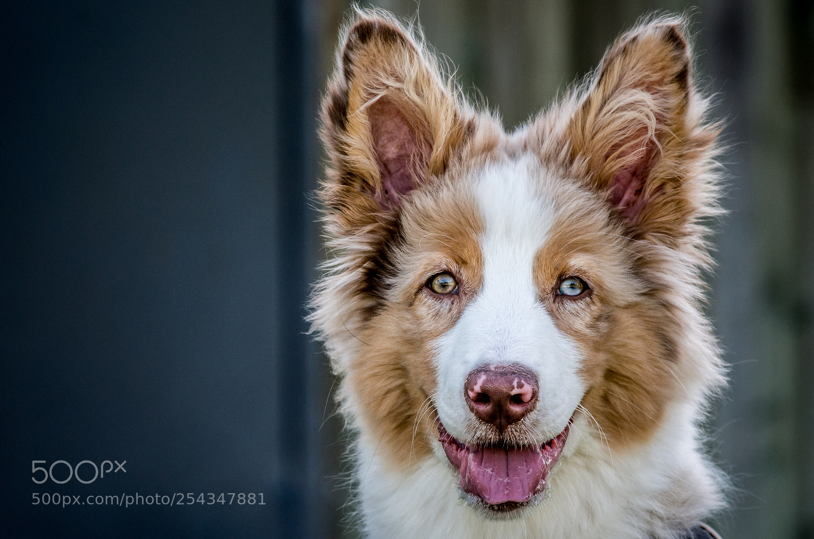 Pentax K-5 II sample photo. Australian shepherd photography