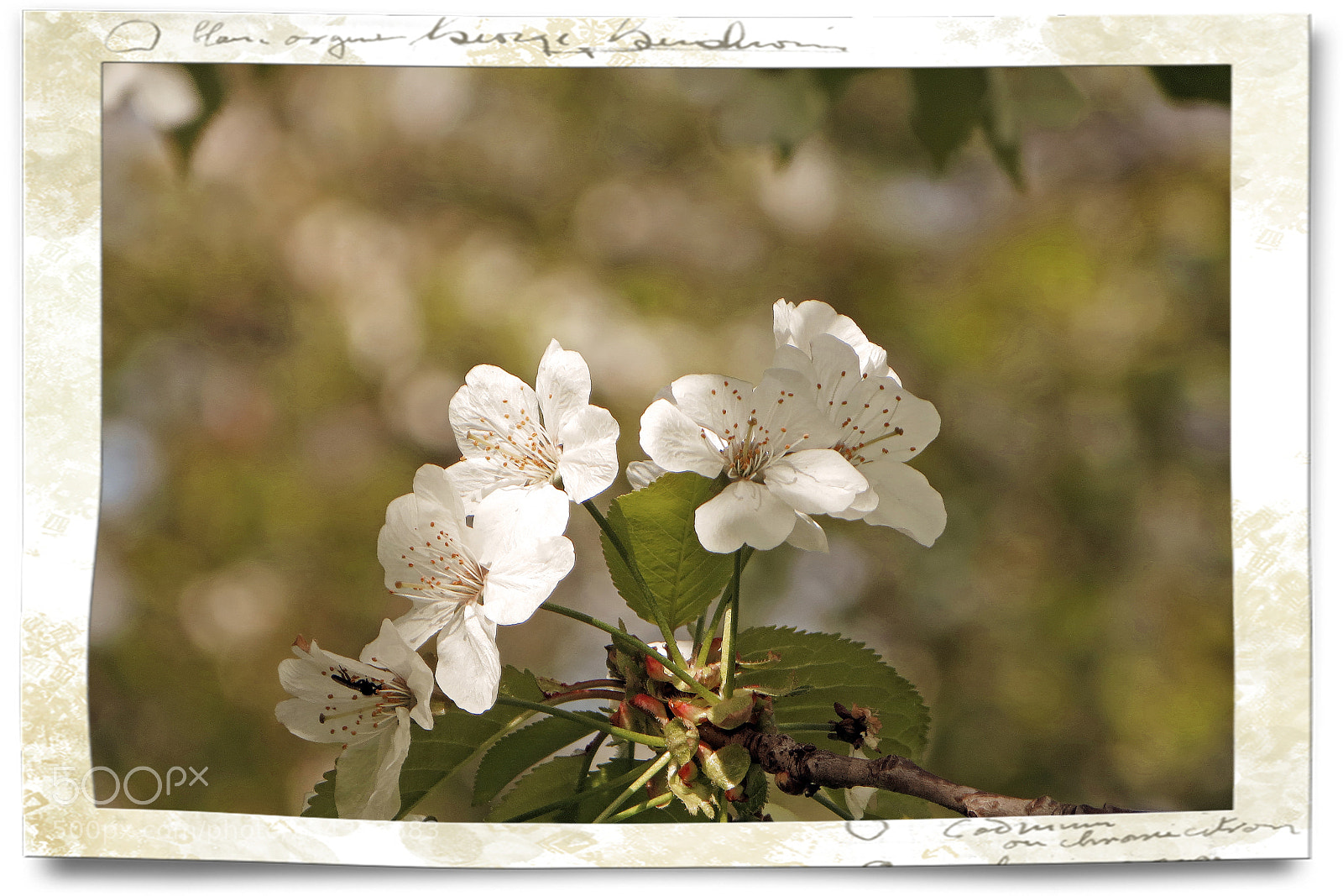 Canon PowerShot SX240 HS sample photo. Frühlingsreigen 2 – romantische version photography