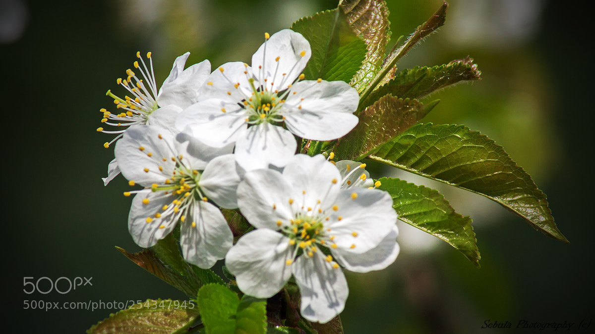Sony SLT-A37 sample photo. Spring in my garden photography