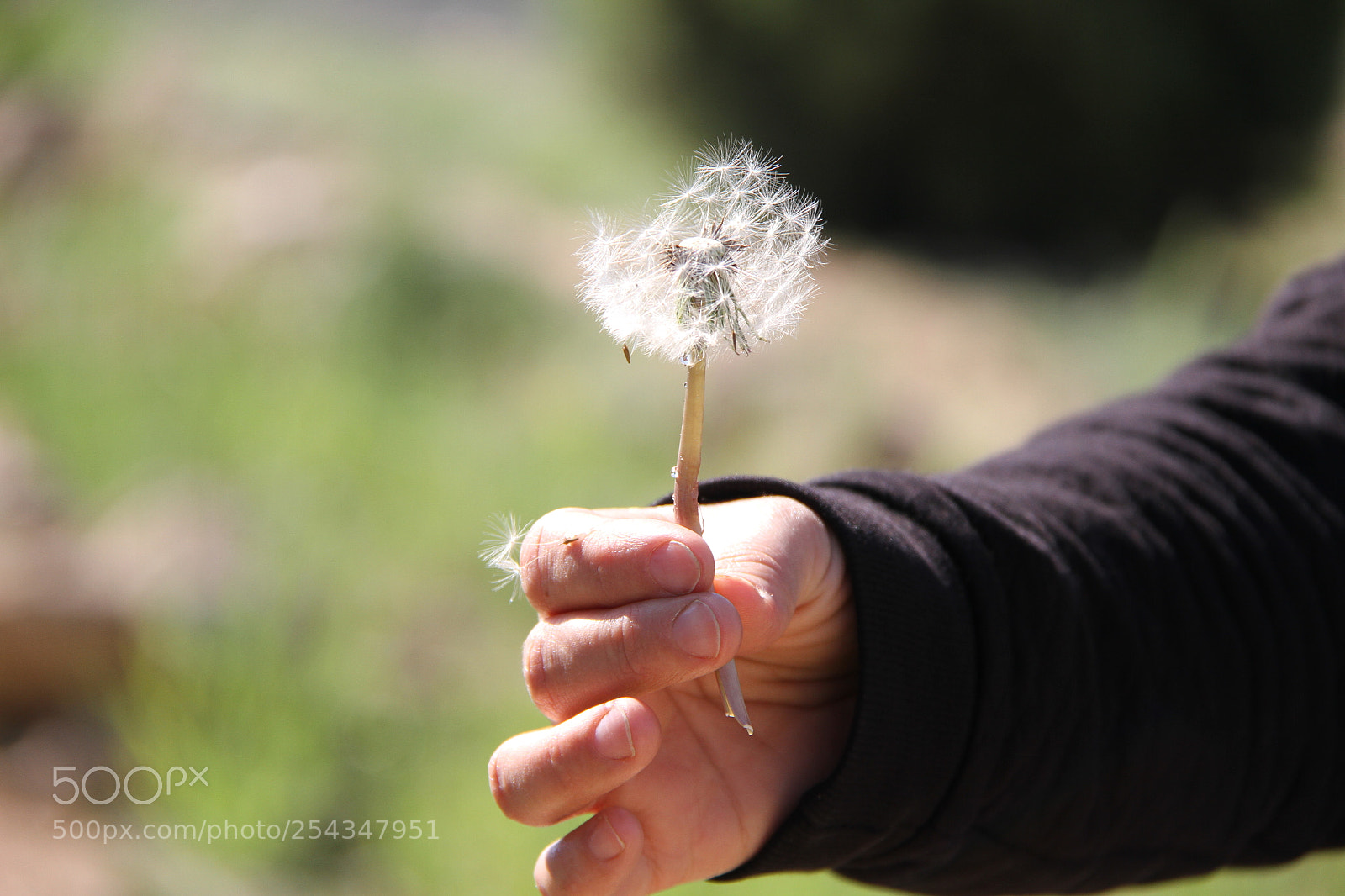 Canon EF-S 18-200mm F3.5-5.6 IS sample photo. Dandelion photography