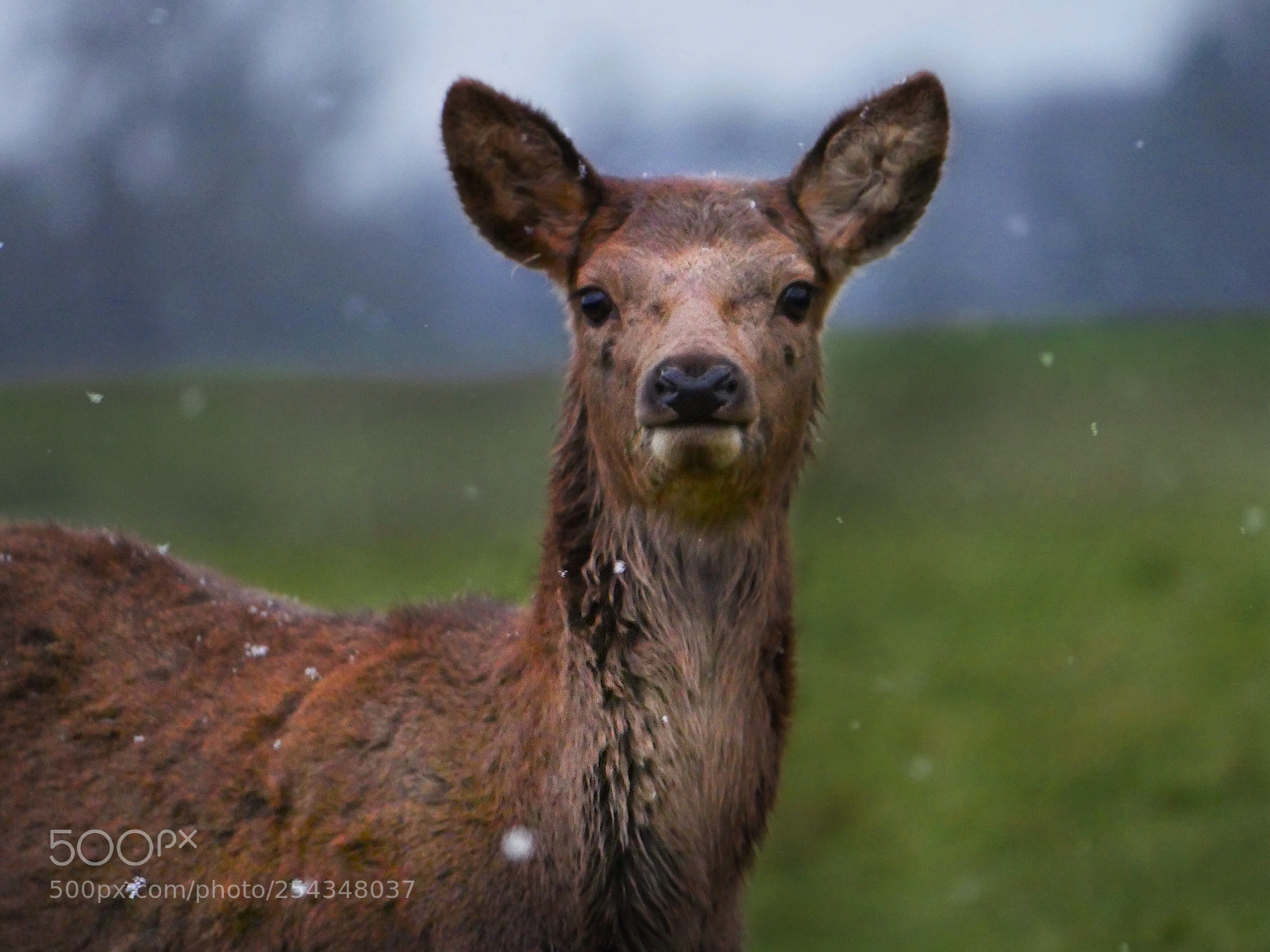 Panasonic Lumix DMC-GH4 sample photo. Fawn in the snow  photography