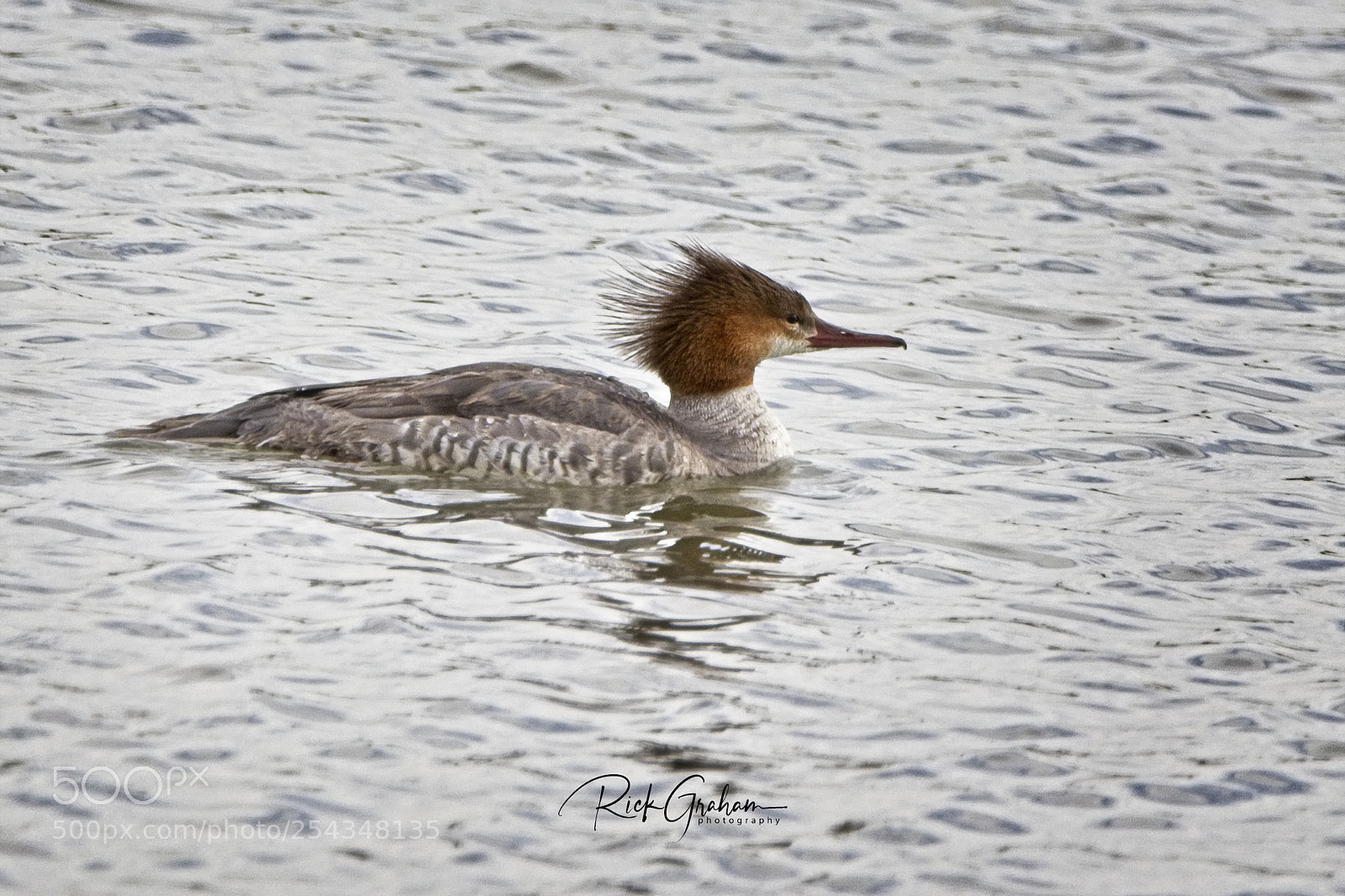 Canon EOS 80D sample photo. Common merganser female photography