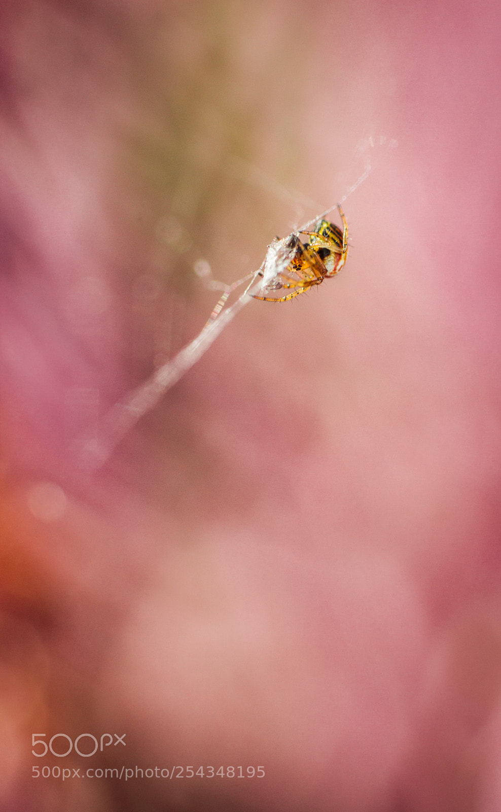Canon EOS 7D sample photo. Mangora acalypha photography