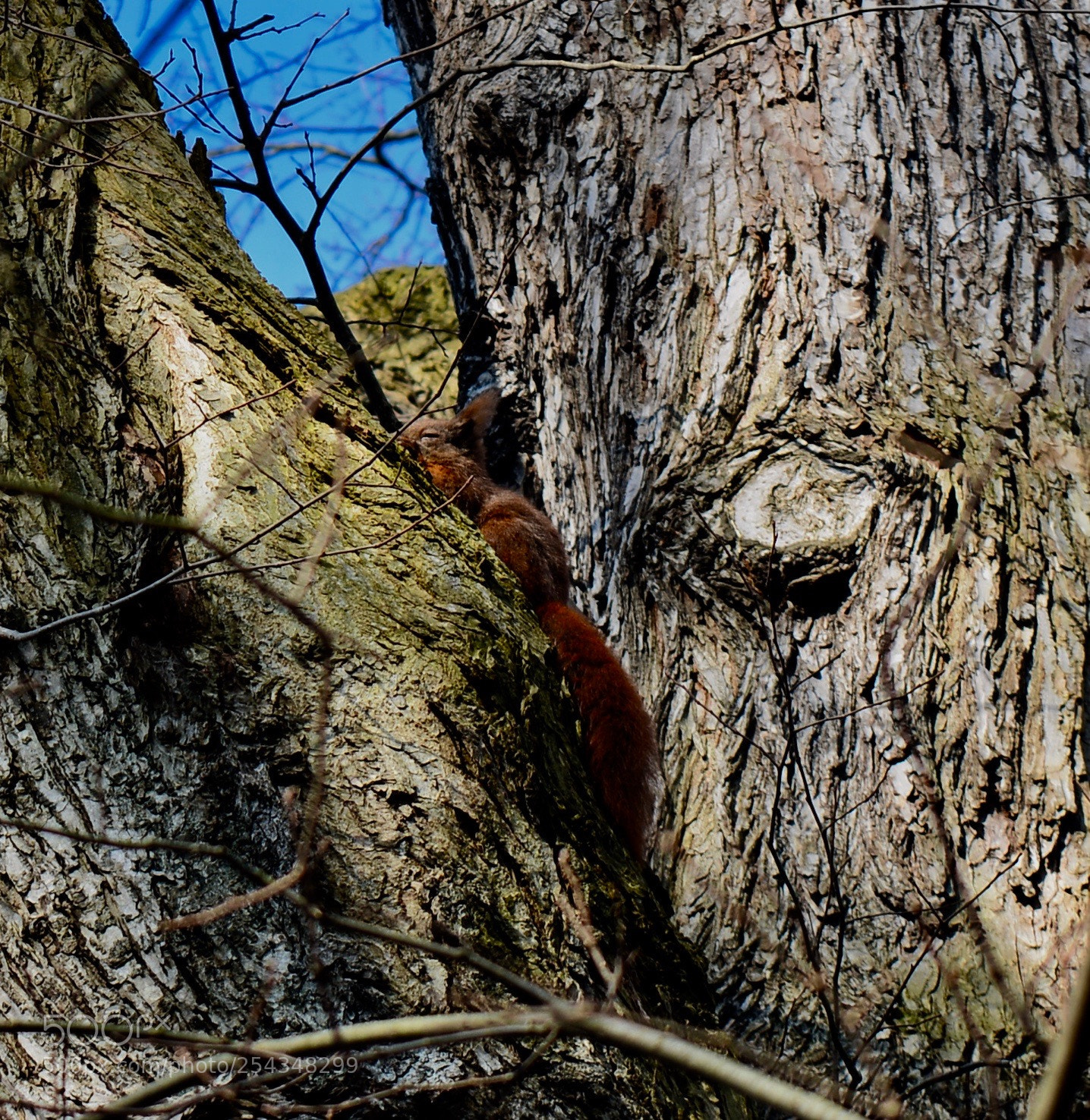 Nikon D5200 sample photo. Sleeping squirrel photography