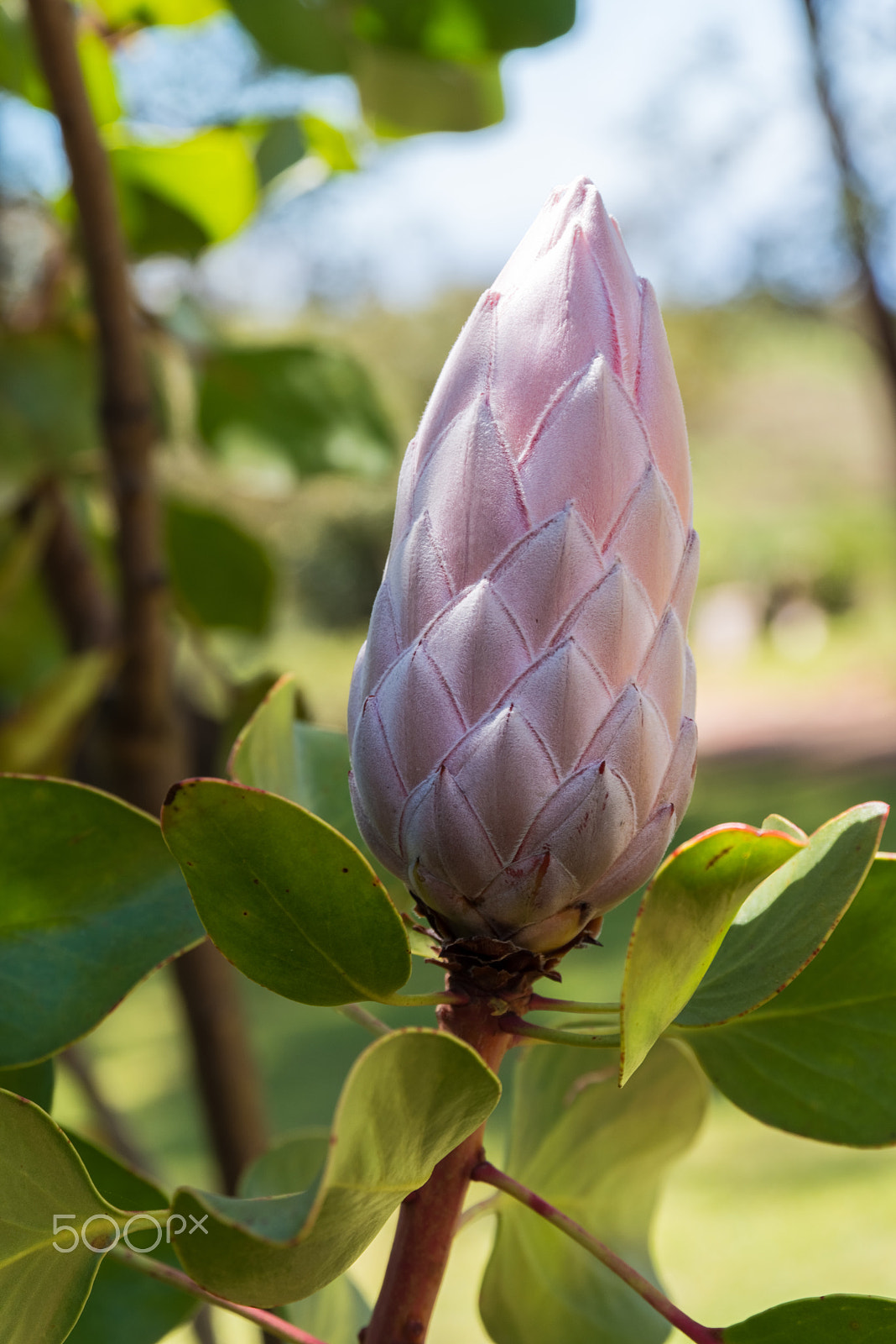 Pentax K-1 sample photo. King protea photography