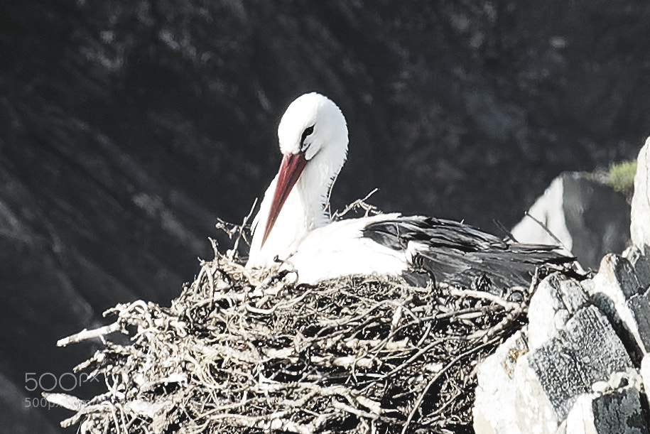 Sony a7R sample photo. Nesting on the rocks photography
