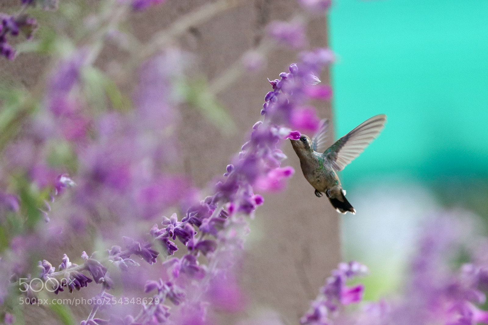 Canon EOS 80D sample photo. Hummingbird photography