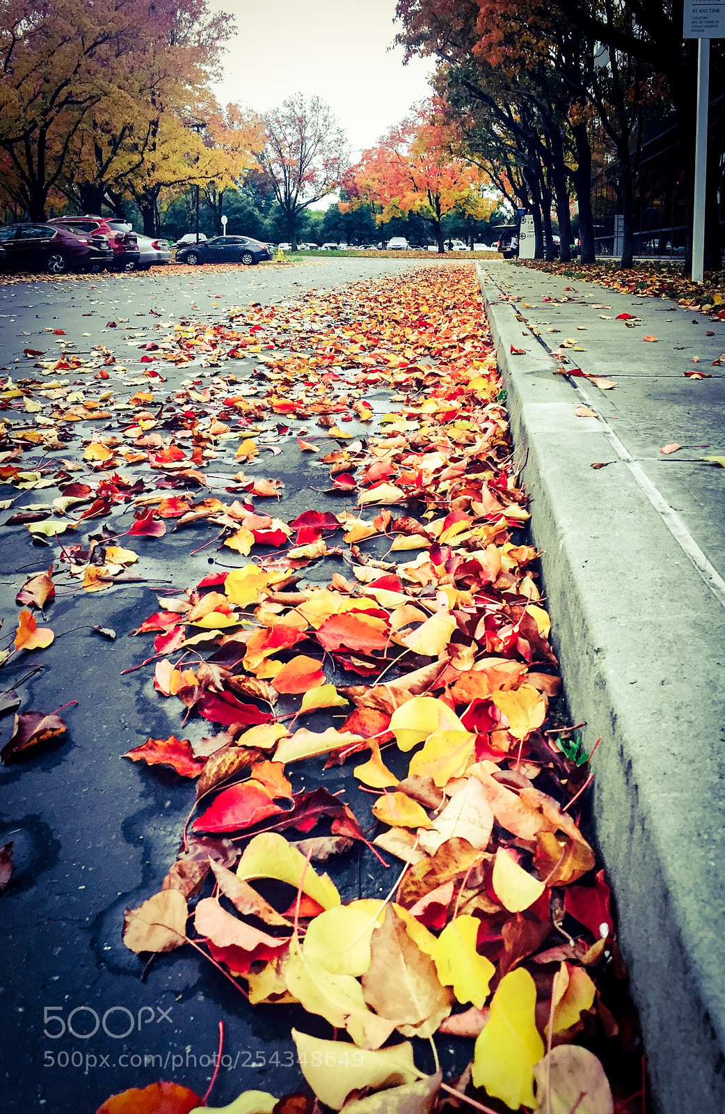 Apple iPhone 6 sample photo. Fallen! photography
