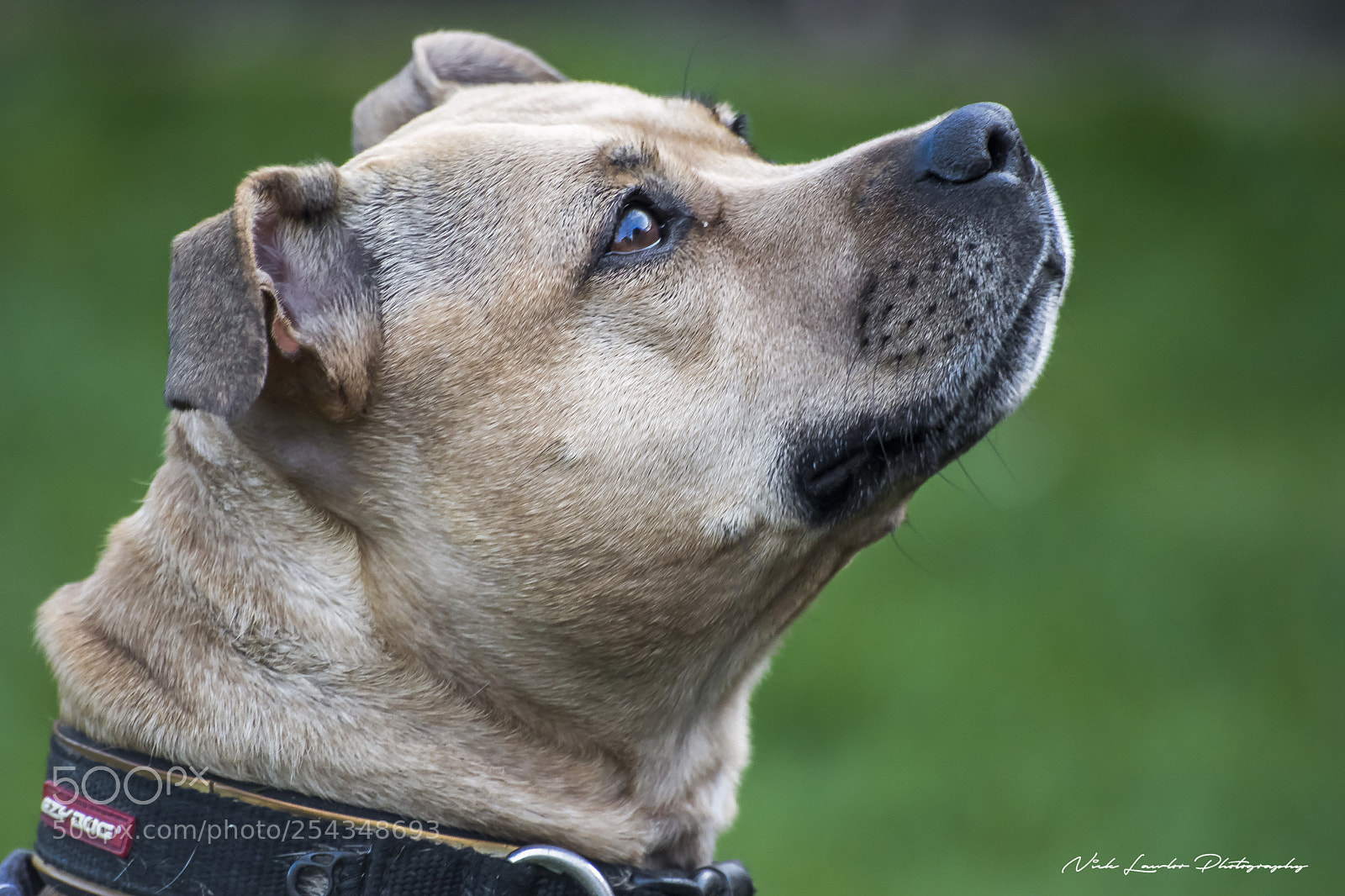 Canon EOS 80D sample photo. The luna stare photography