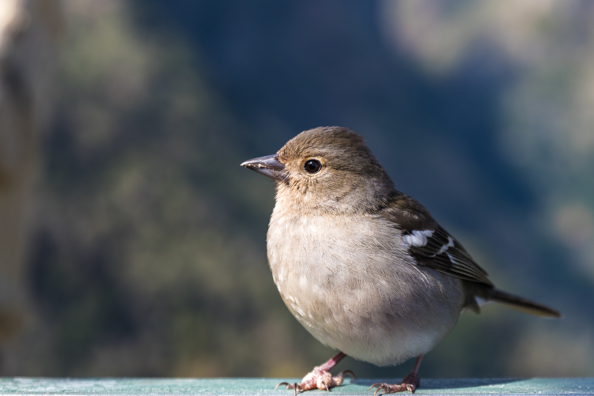 Pentax K-1 sample photo. Bird photography