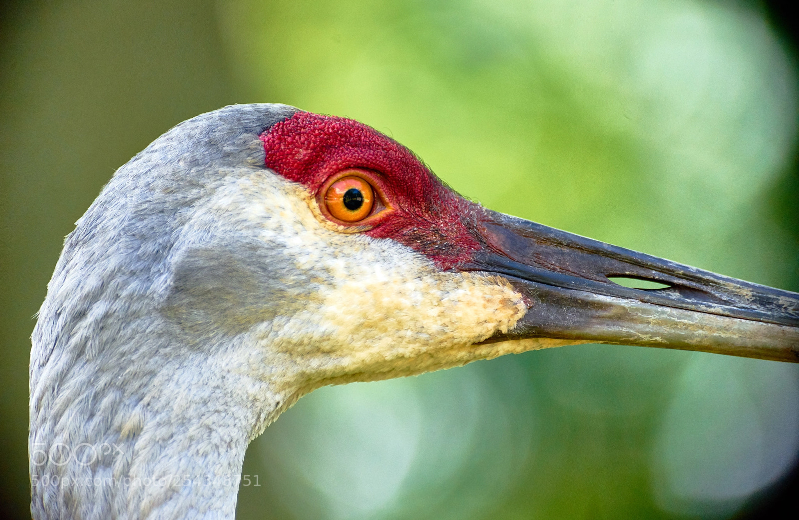 Sony a7 II sample photo. * deep in your eye * photography