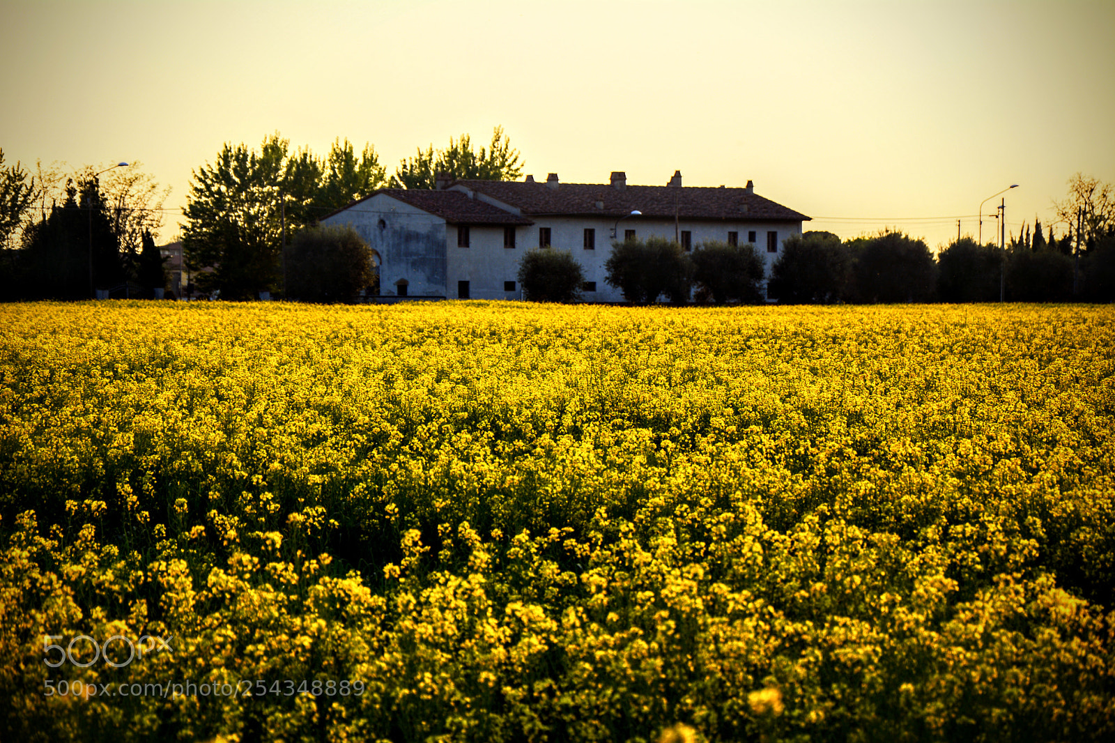 Nikon D7100 sample photo. Un mare di colza photography
