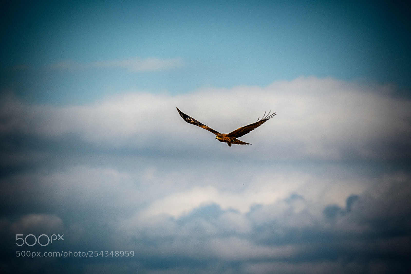 Nikon D500 sample photo. Bird blight photography