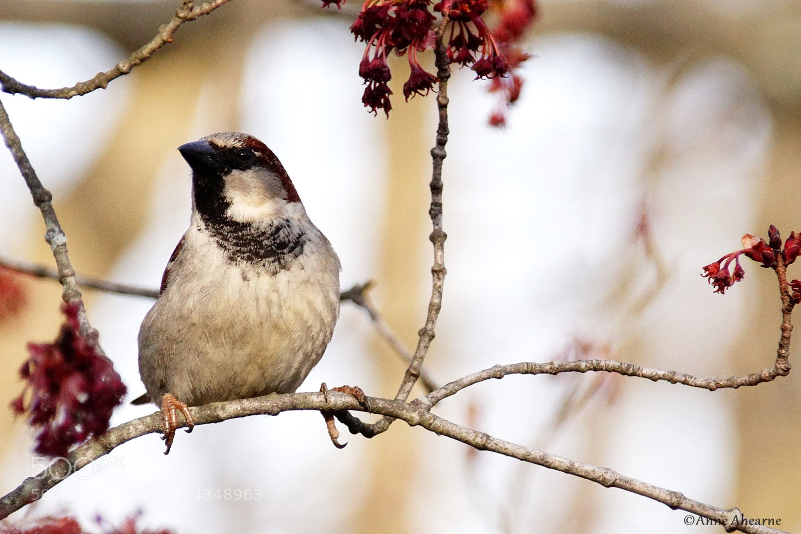Sony ILCA-77M2 sample photo. Male house sparrow photography