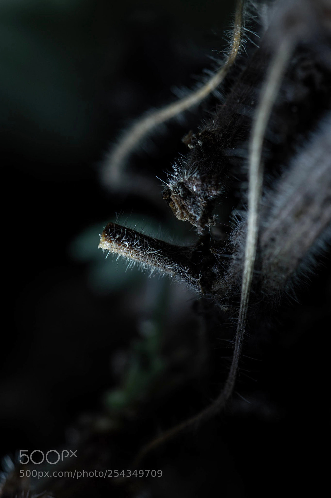 Nikon D5300 sample photo. Spooky tiny stick photography