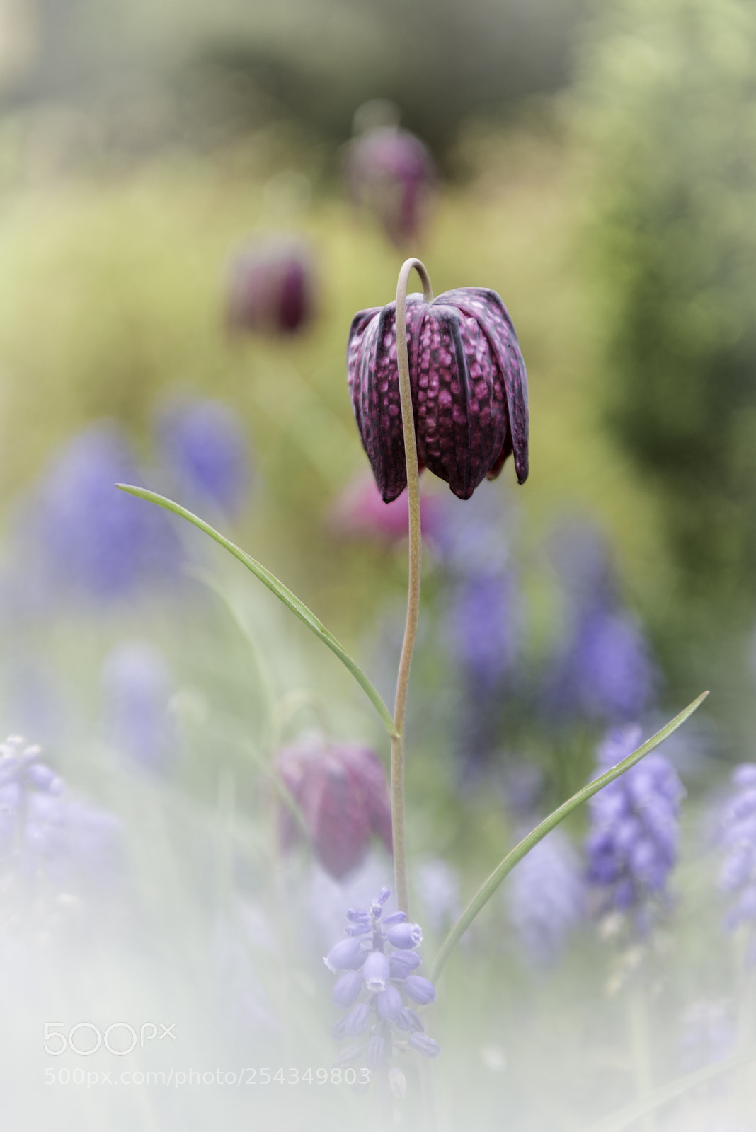 Nikon D810 sample photo. Spring photography