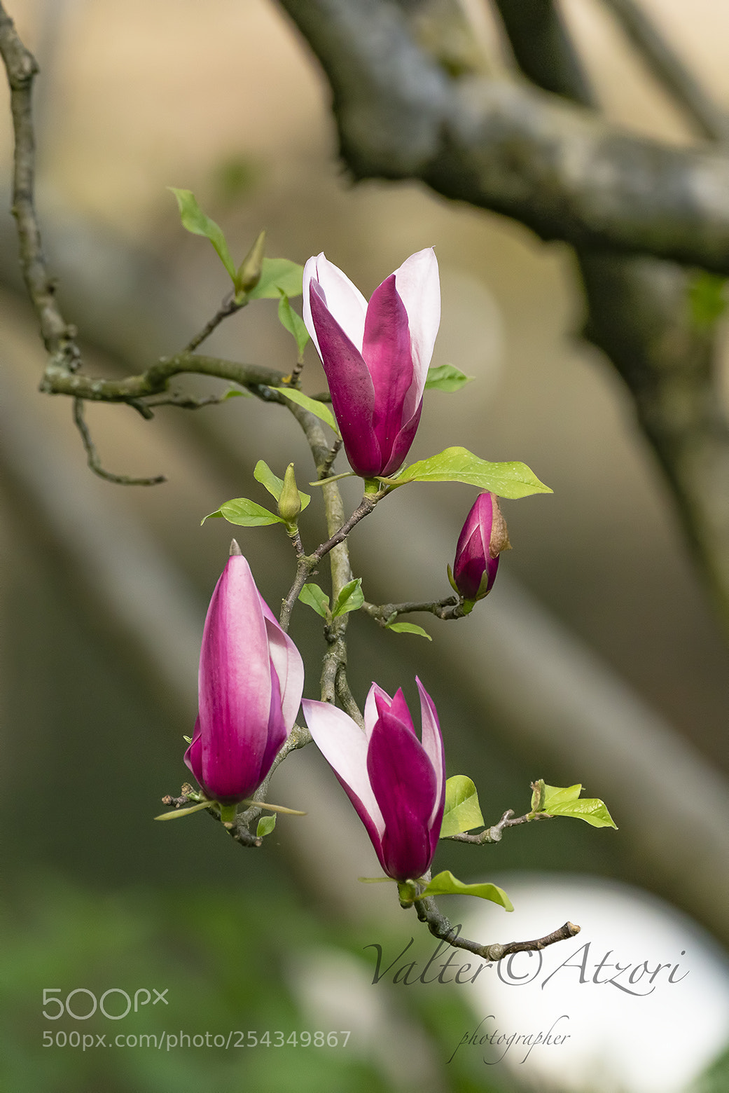 Sony a7R III sample photo. Magnolia liliiflora photography