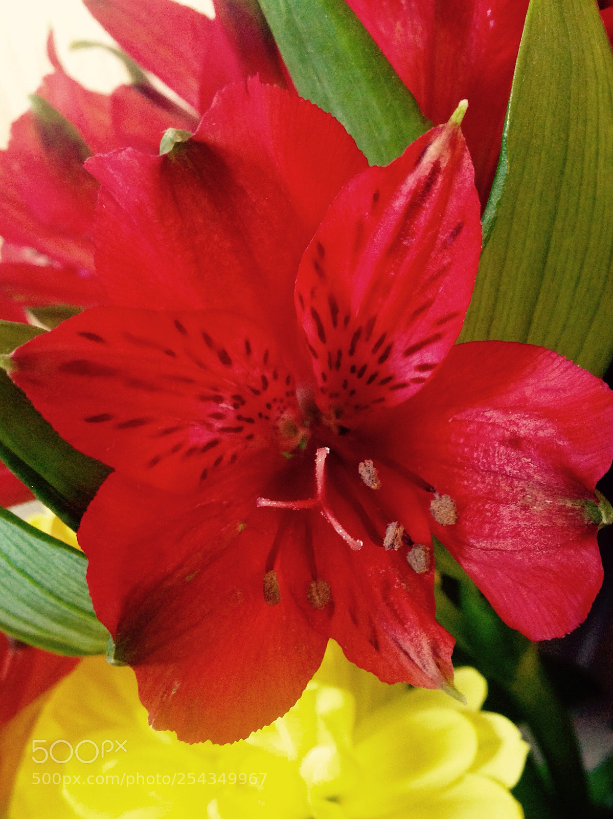 Apple iPhone 5c sample photo. Tiger lily photography