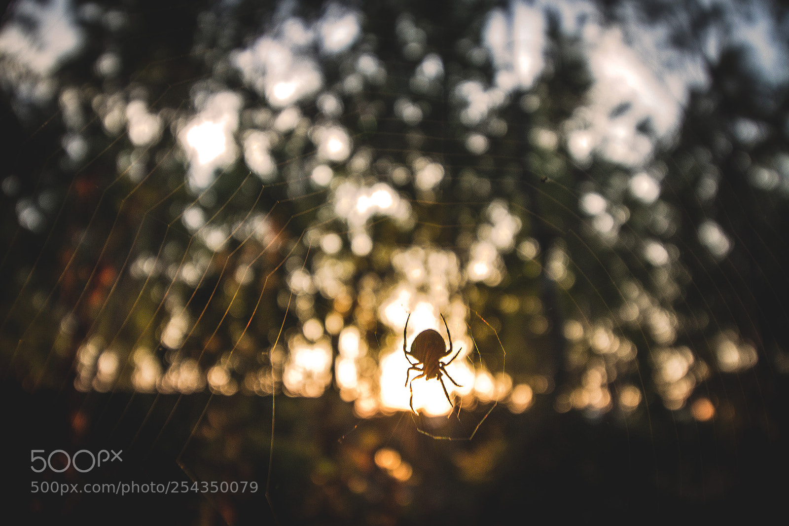 Canon EOS 700D (EOS Rebel T5i / EOS Kiss X7i) sample photo. Wild spider photography