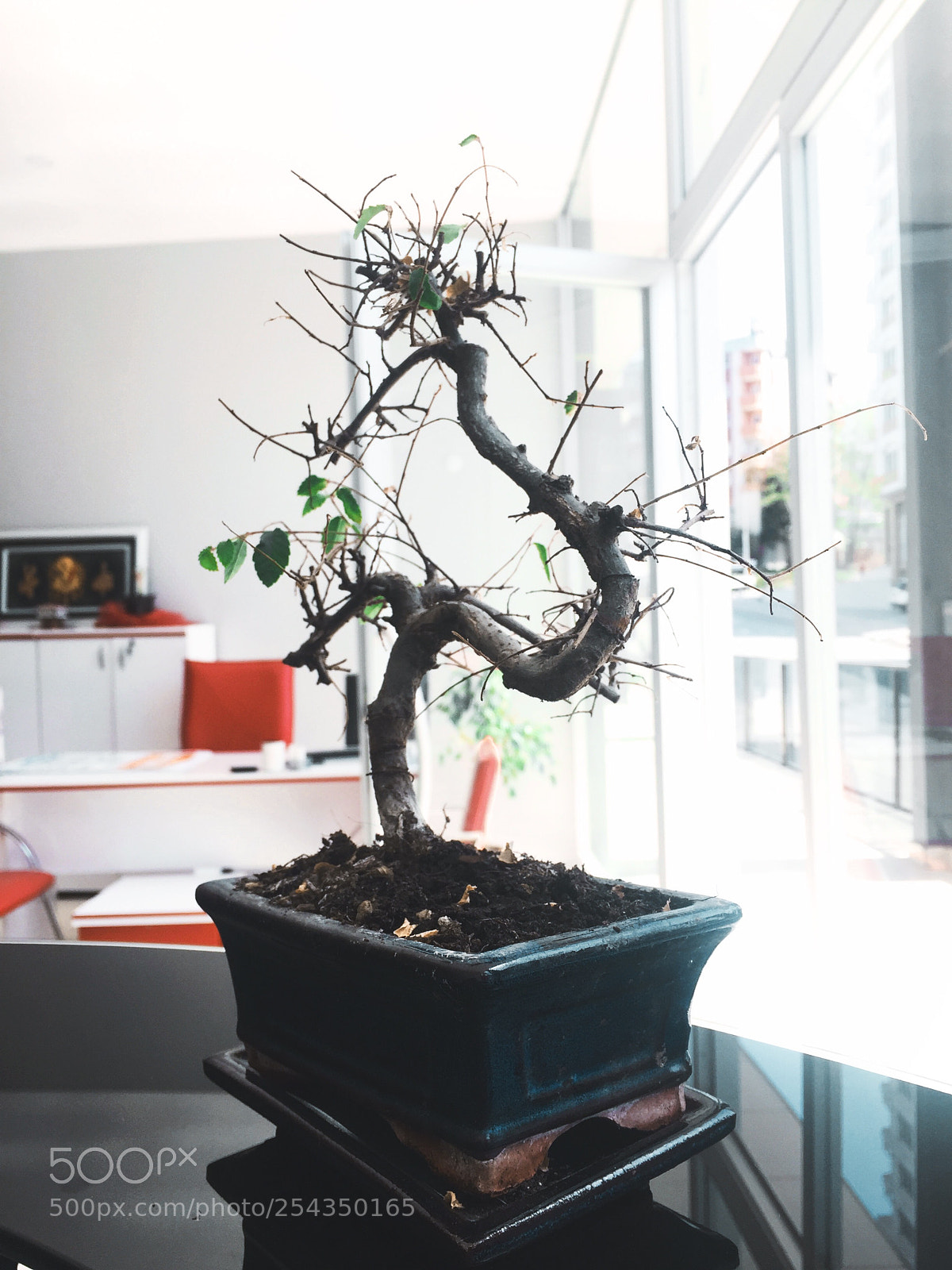 Apple iPhone 6 sample photo. Bonsai  photography