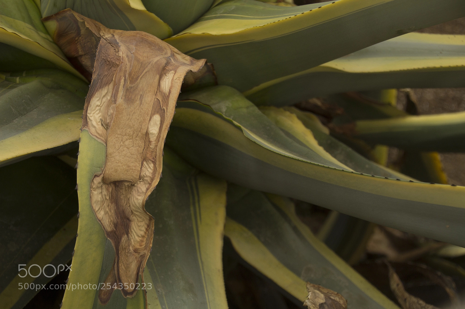 Canon EOS 1200D (EOS Rebel T5 / EOS Kiss X70 / EOS Hi) sample photo. Decaying green plant. photography