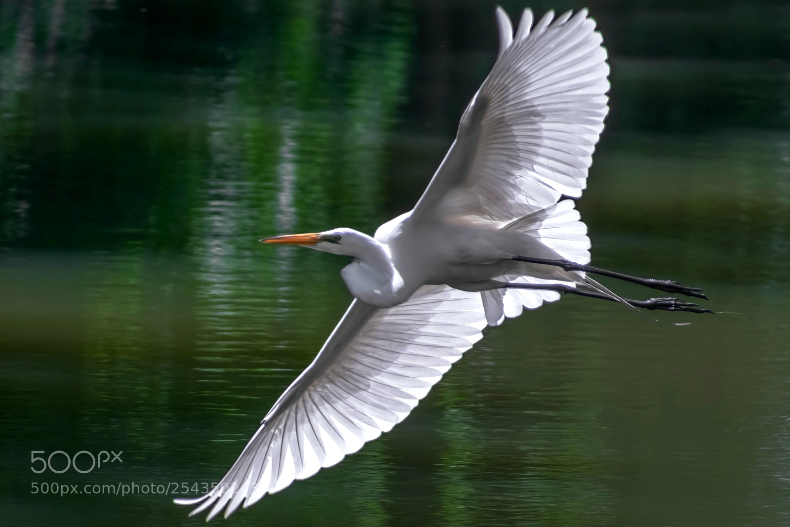 Nikon D3400 sample photo. Great egret photography