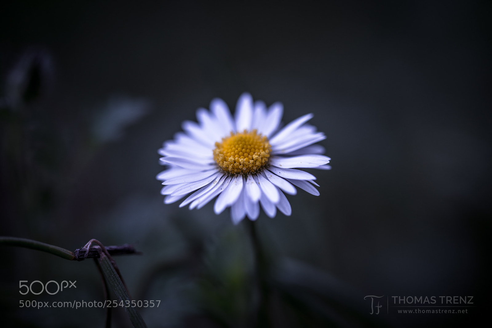 Nikon D600 sample photo. Alone photography