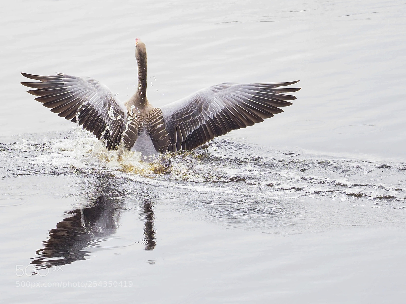 Olympus OM-D E-M1 Mark II sample photo. Landing geese photography
