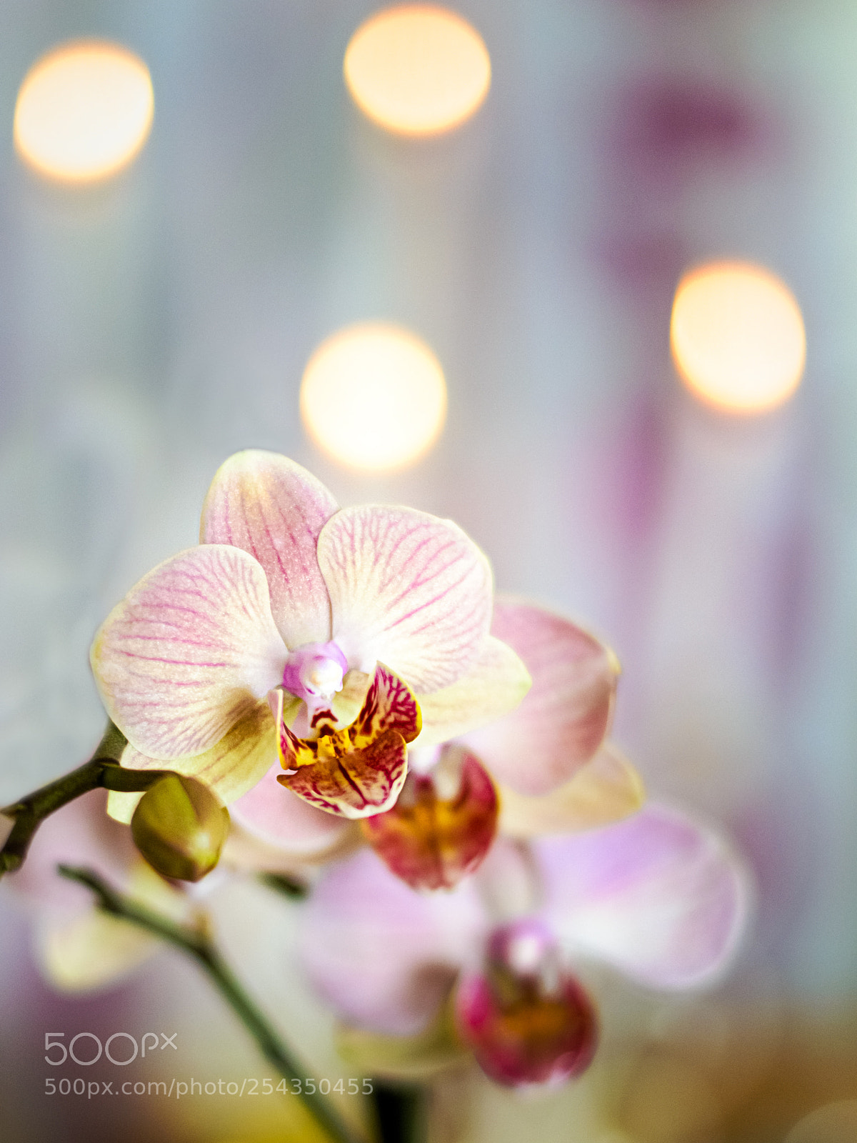 Nikon D3100 sample photo. Orchidée photography