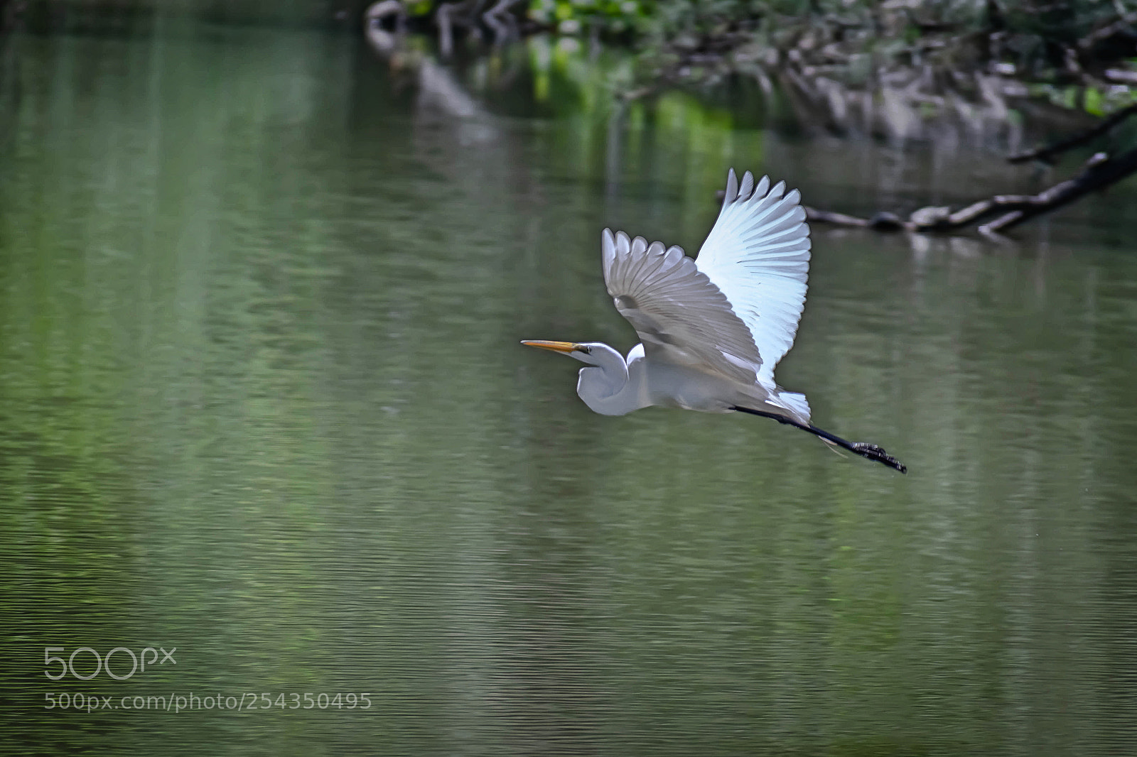 Nikon D3400 sample photo. Great egret photography